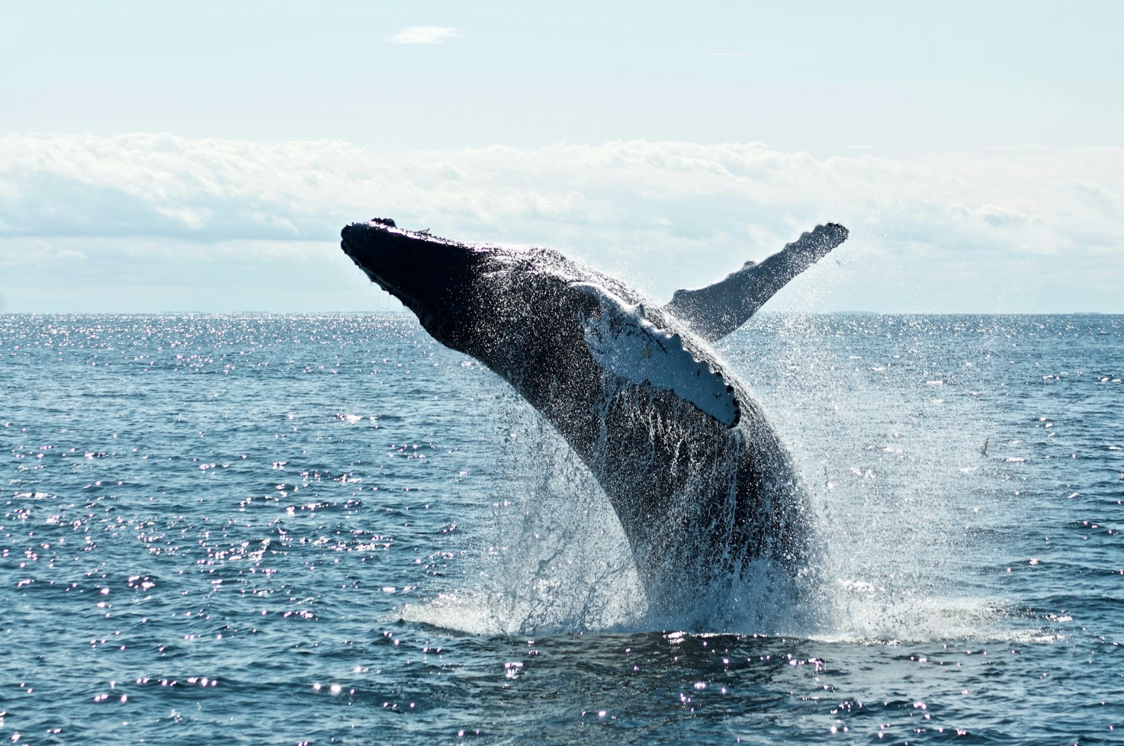 Whale - Photo Credit: Photo by Todd Cravens on Unsplash