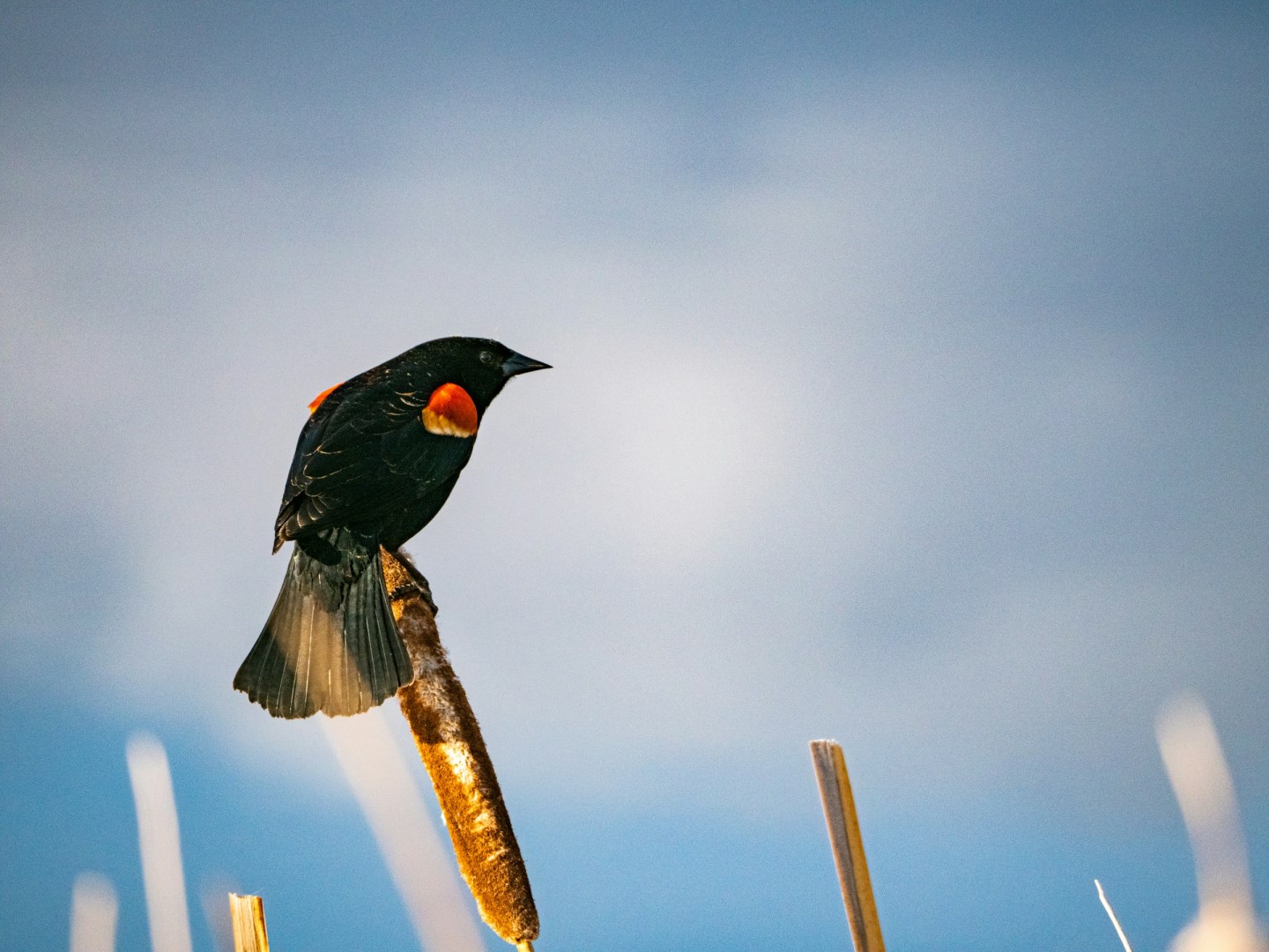  Photo Credit: Photo by Kieran Wood on Unsplash
