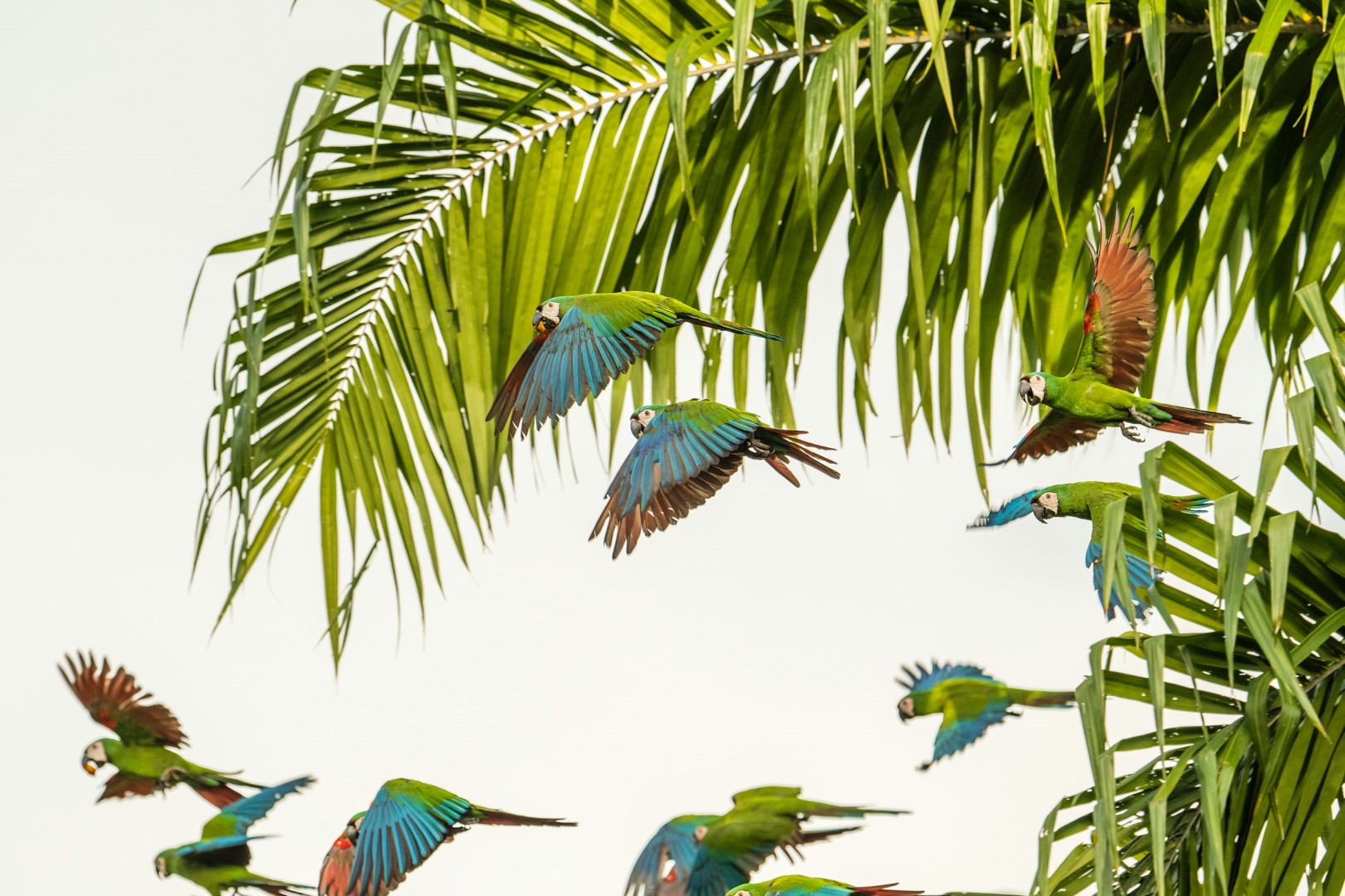 Macaws - Photo Credit: Photo by Ricky Beron on Unsplash