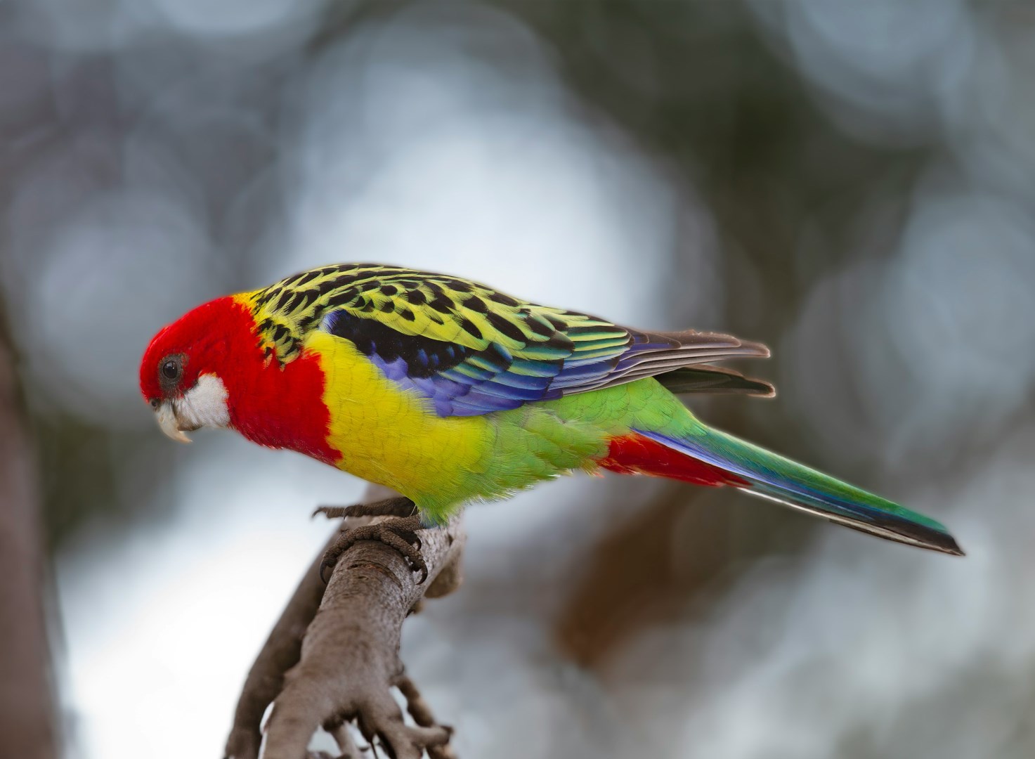Eastern Rosella - Photo Credit: Photo by Chris Charles on Unsplash
