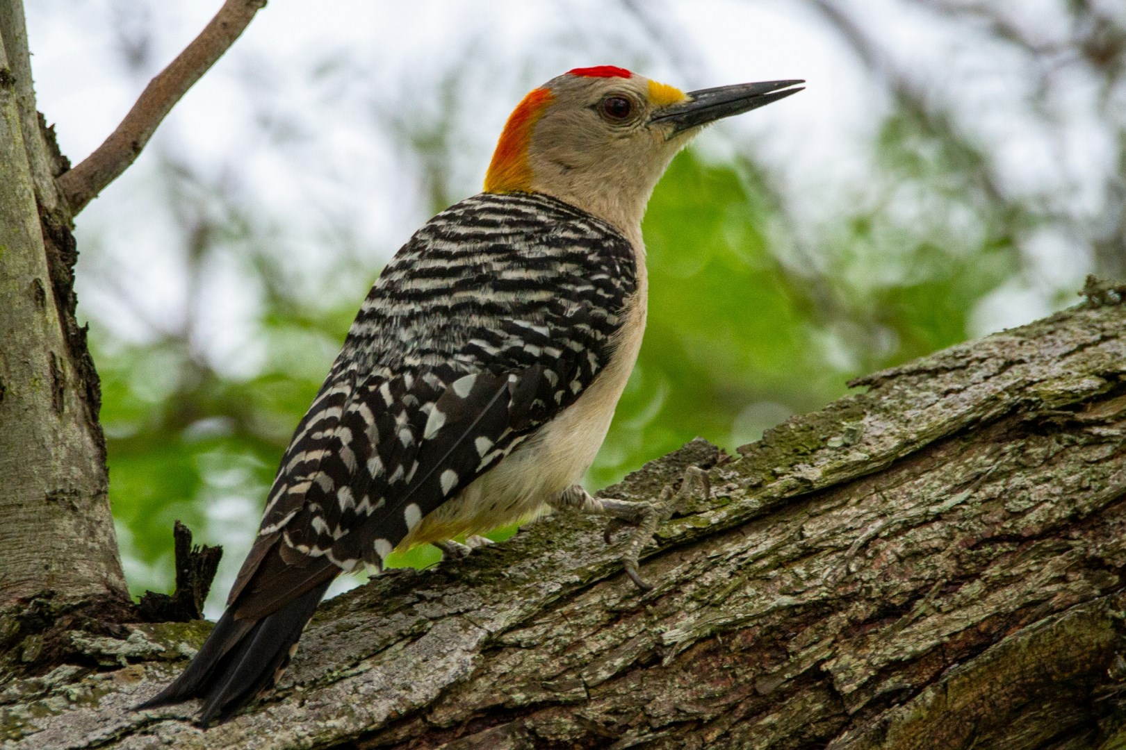 golden-fronted woodpecker - Photo Credit: Photo by Joshua J. Cotten on Unsplash