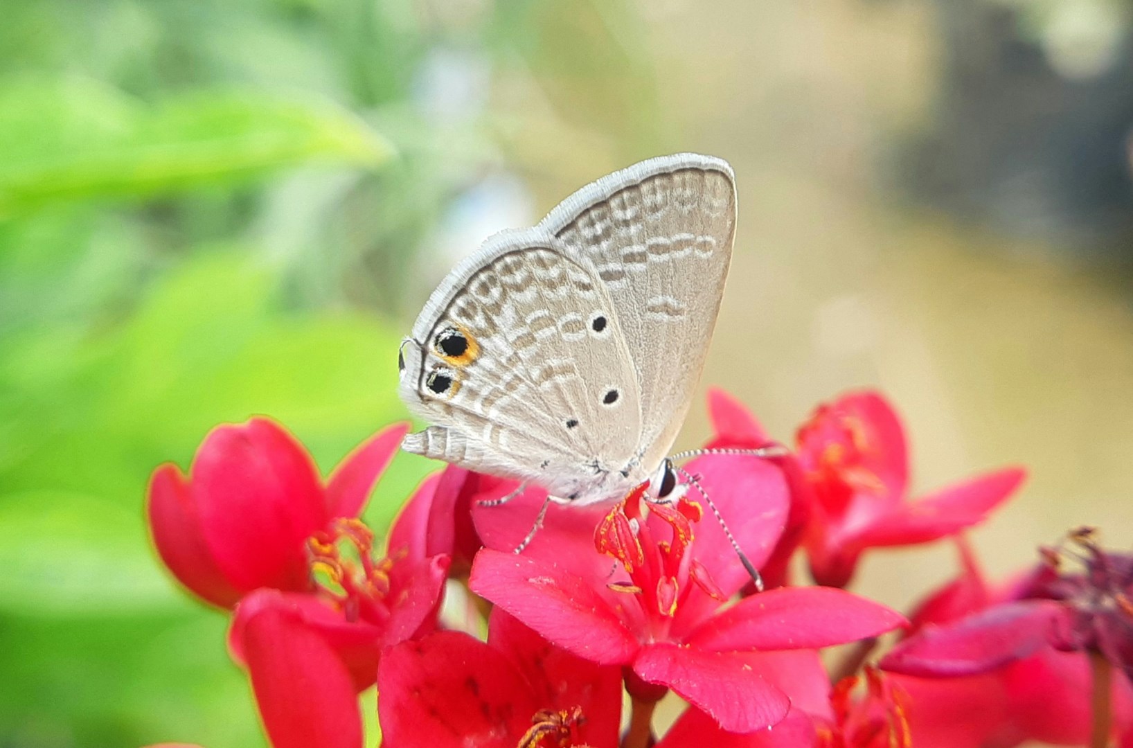 Gram Blue Butterfly - Photo Credit: Photo by Ram Kishor on Unsplash