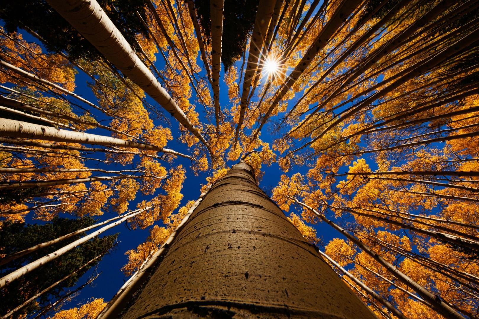 Flagstaff