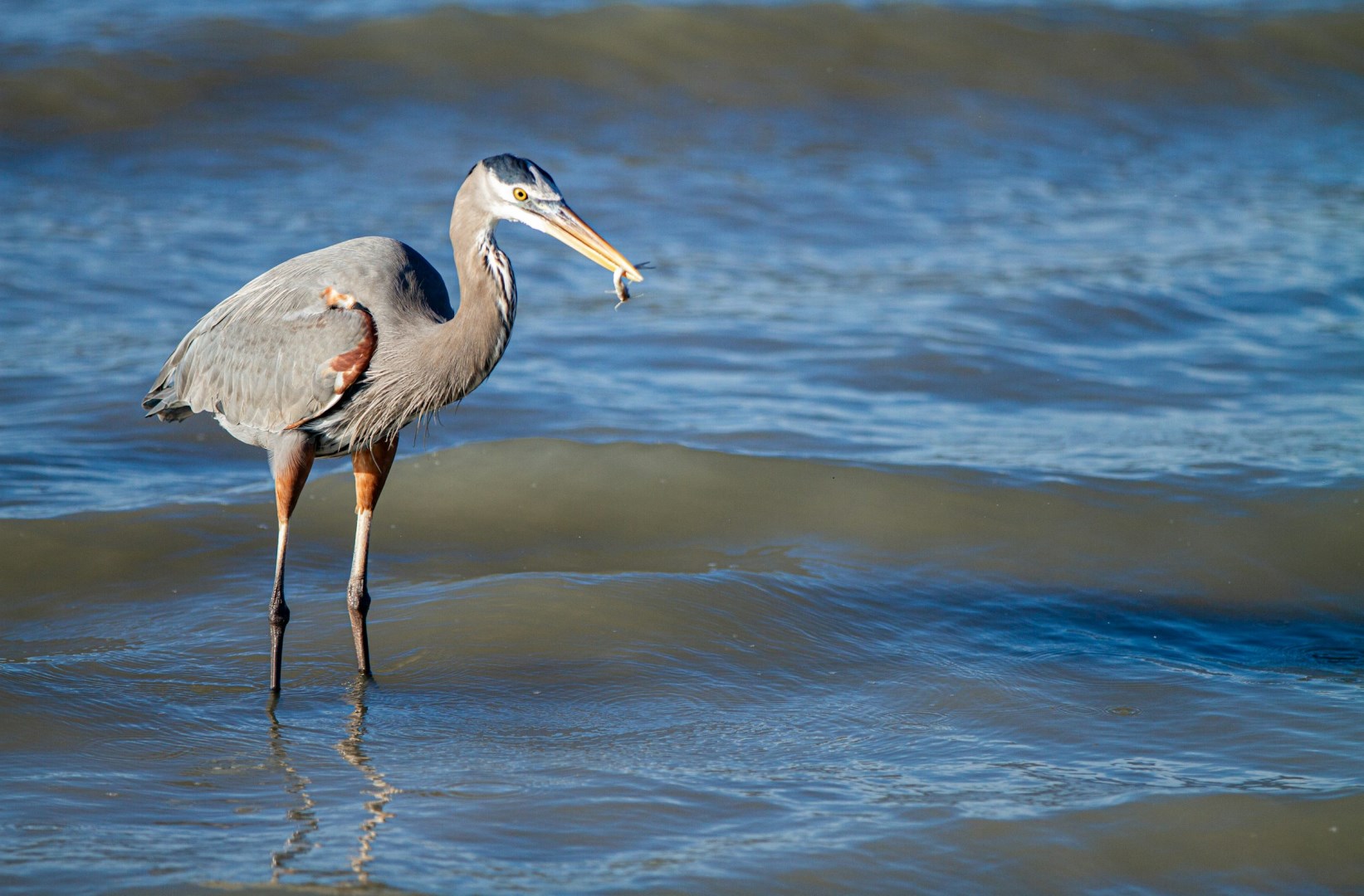 Great Blue Heron - Photo Credit: Photo by Dulcey Lima on Unsplash
