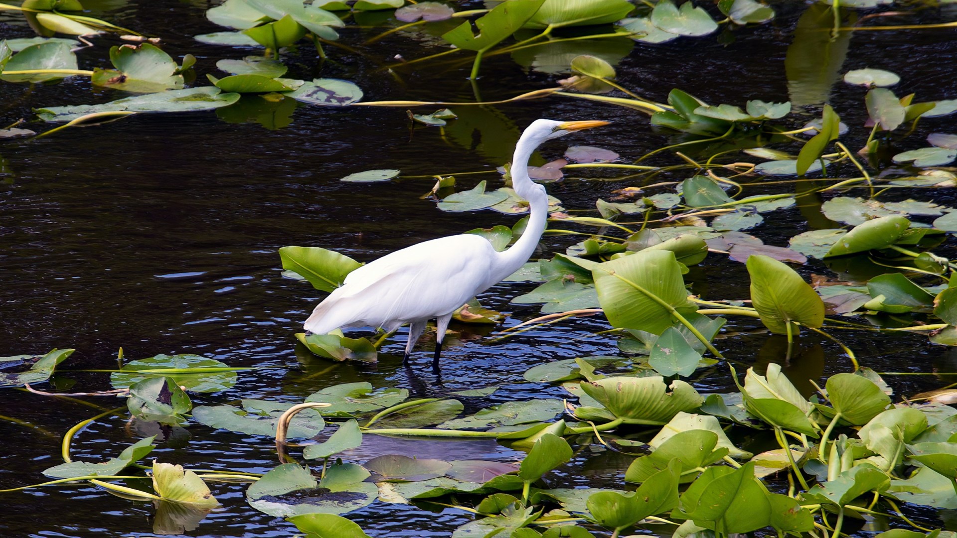 Great White Egret at Six Mile Cypress Slough Preserve - Photo Credit: Photo by Rusty Watson on Unsplash