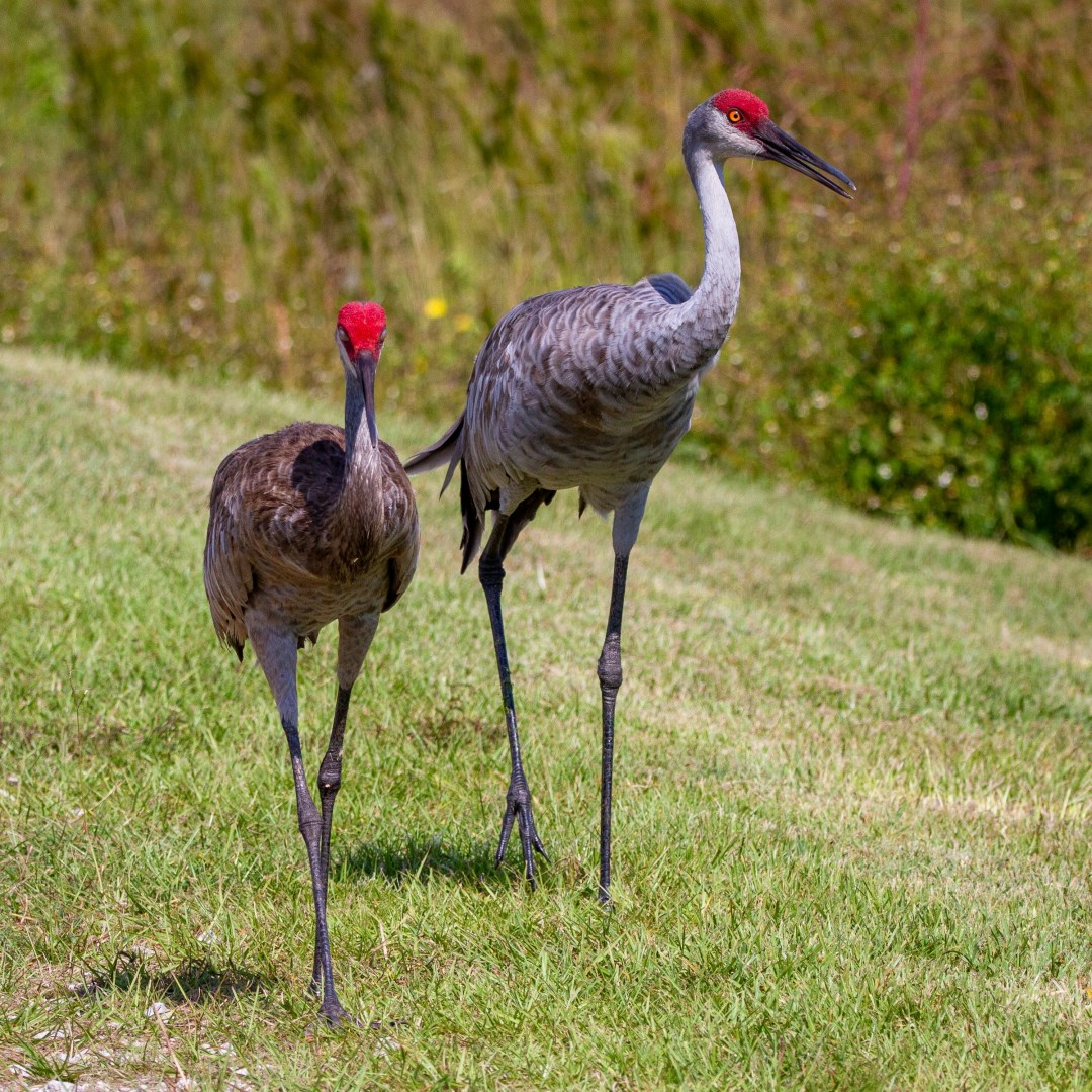 Sweetwater Wetlands Park - Photo Credit: Photo by Joshua J. Cotten on Unsplash