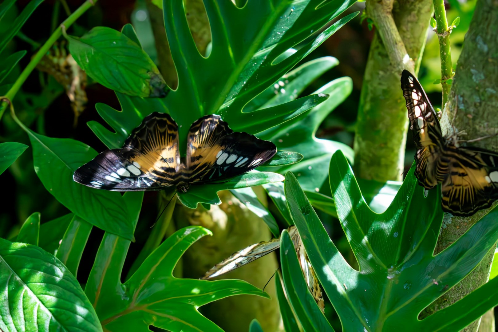 Butterfly Rainforest at the Florida Museum of Natural History - Photo Credit: Photo by Chelsey Marques on Unsplash