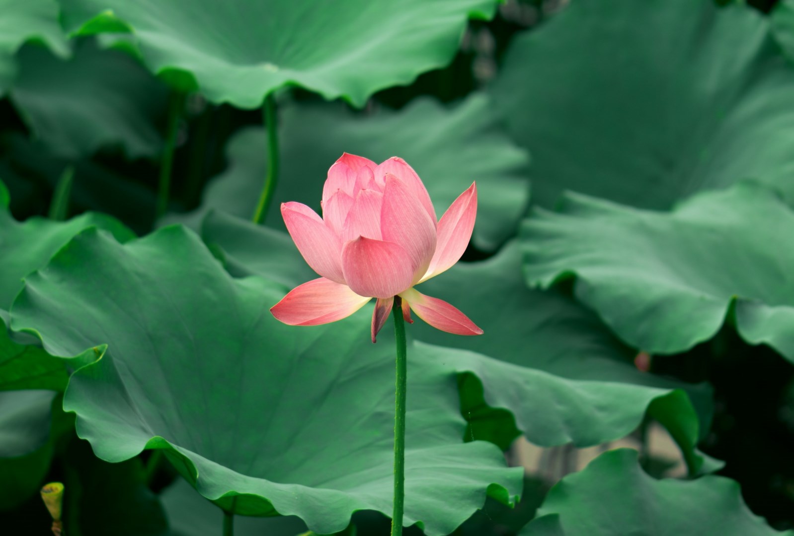  Photo Credit: Photo by Jinsheng Bian on Unsplash