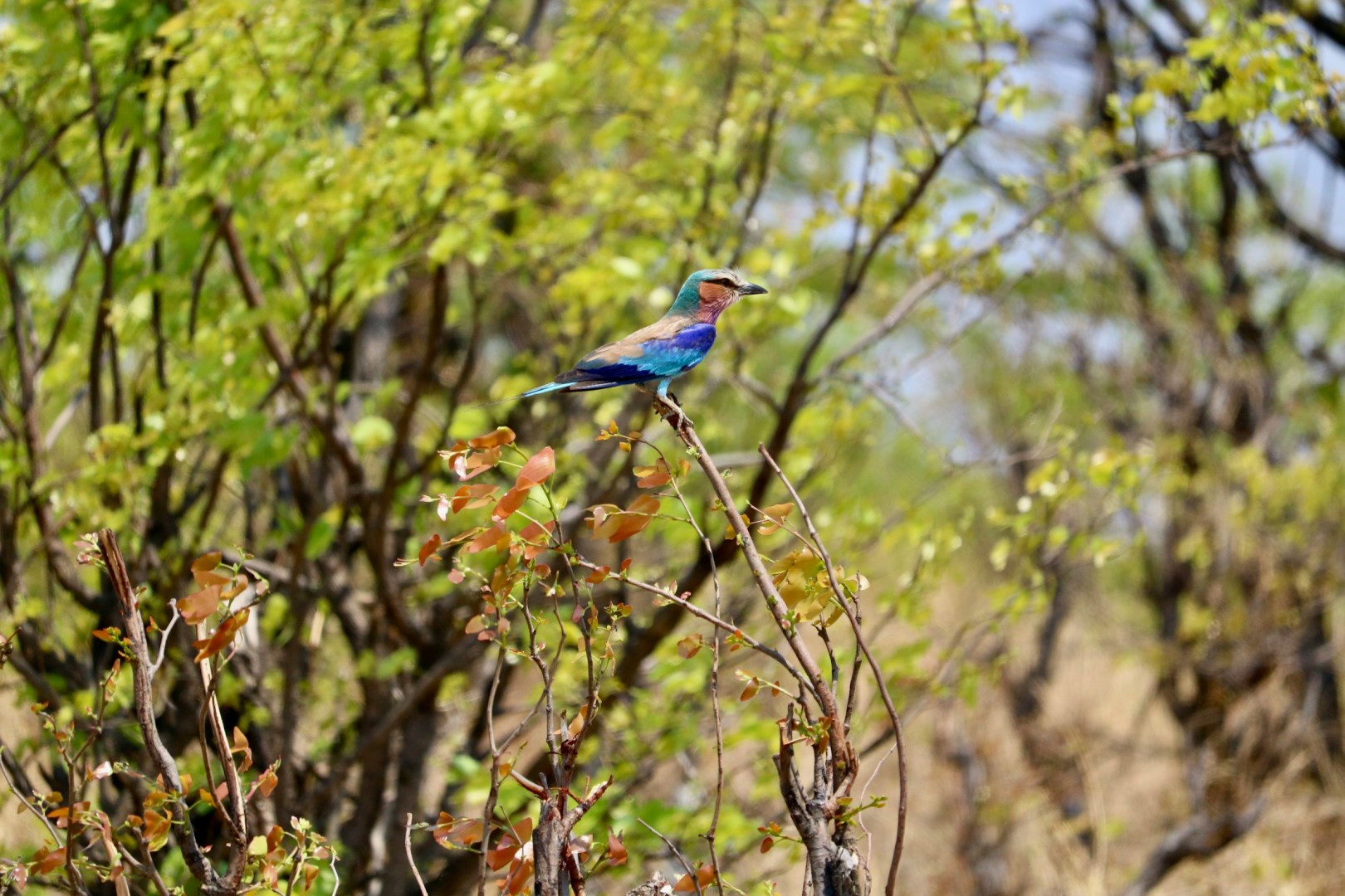 Lilac Roller - Photo Credit: Photo by Little Nature on Unsplash