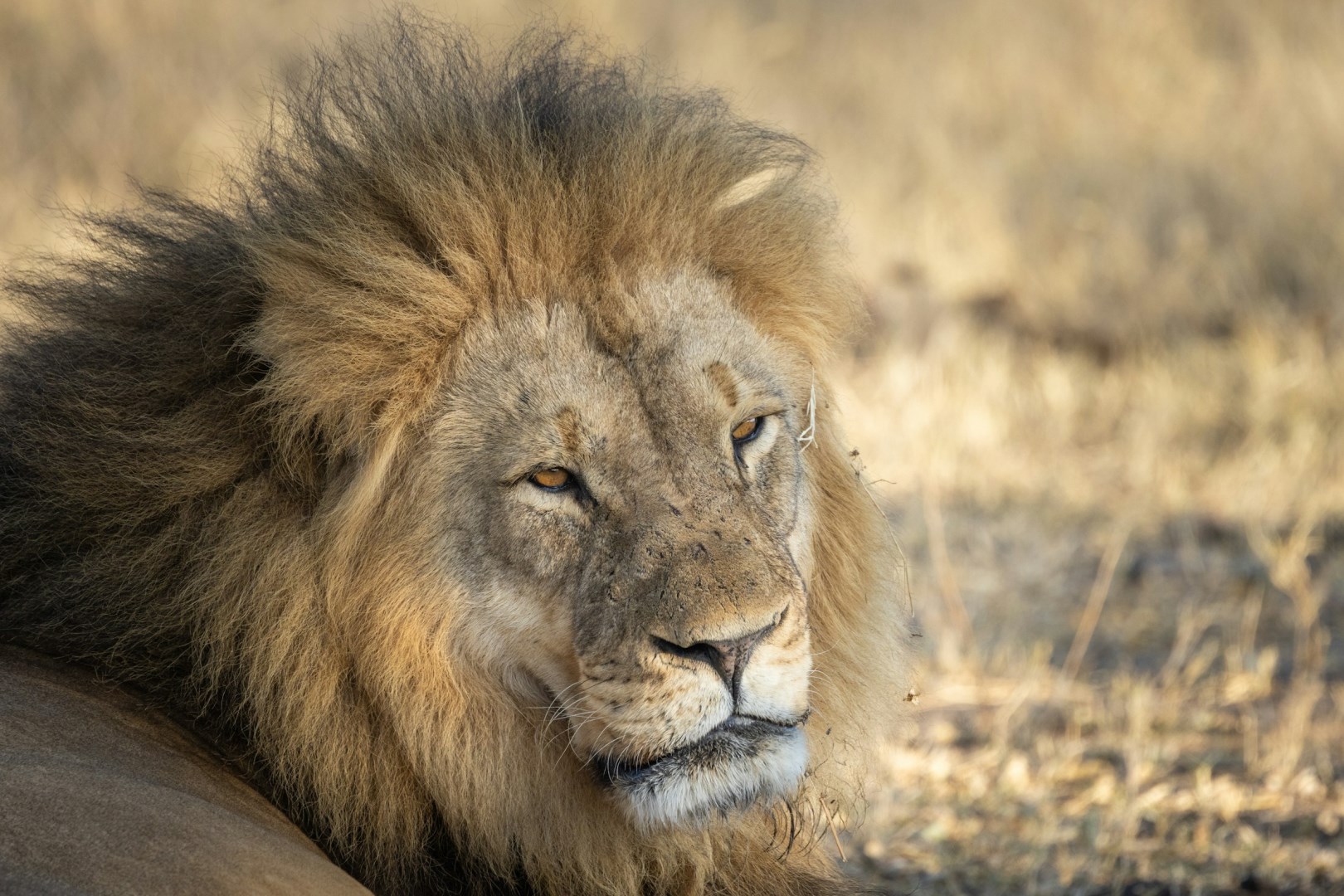 Lion - Photo Credit: Photo by Ian Mackey on Unsplash