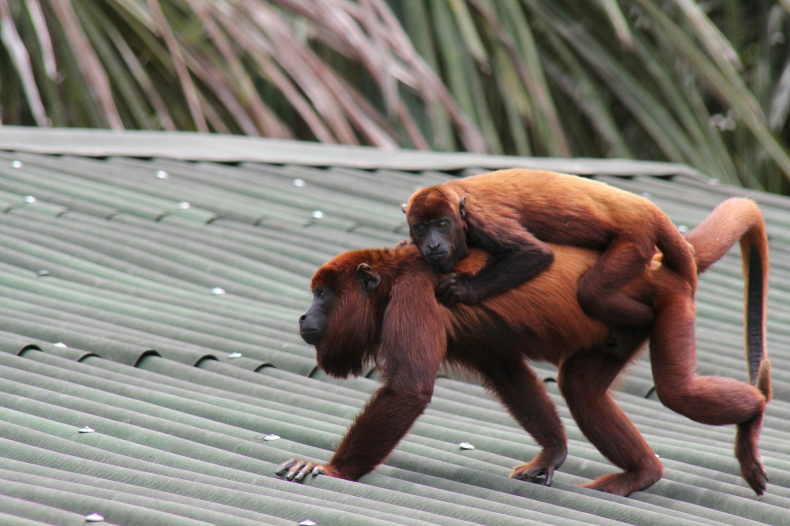 Howler Monkey - Photo Credit: Photo by Deb Dowd on Unsplash