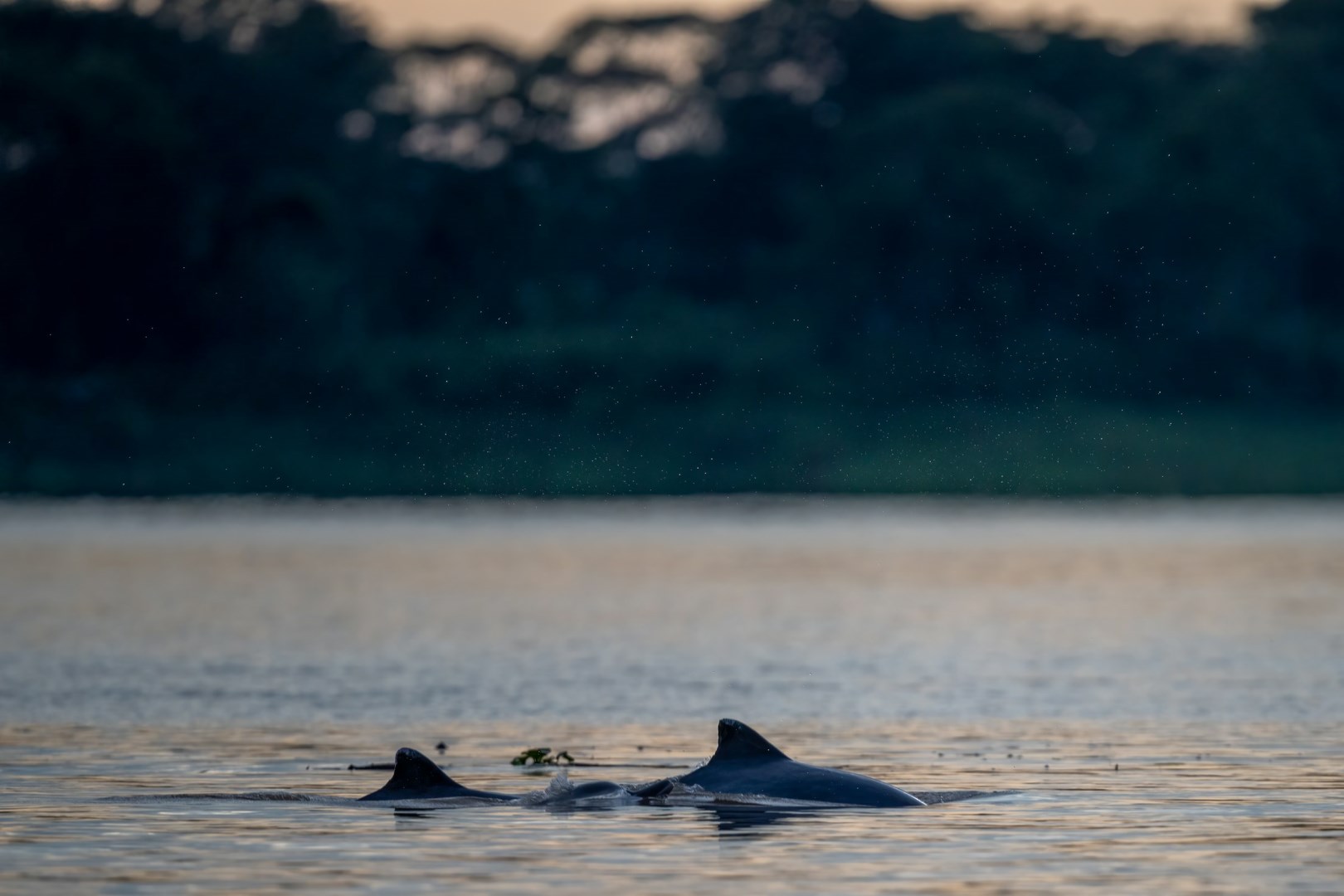 Tucuxi, or gray river dolphin - Photo Credit: Photo by EcoNaturalist.com on Unsplash