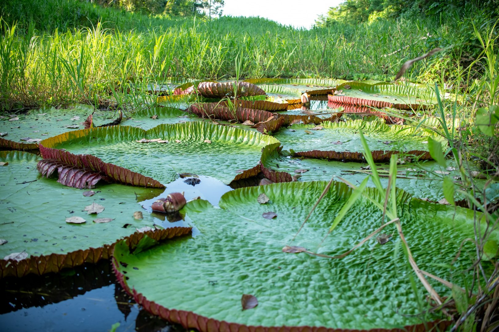 Giant water lily (Victoria amazonica) - Photo Credit: Photo by EcoNaturalist.com on Unsplash