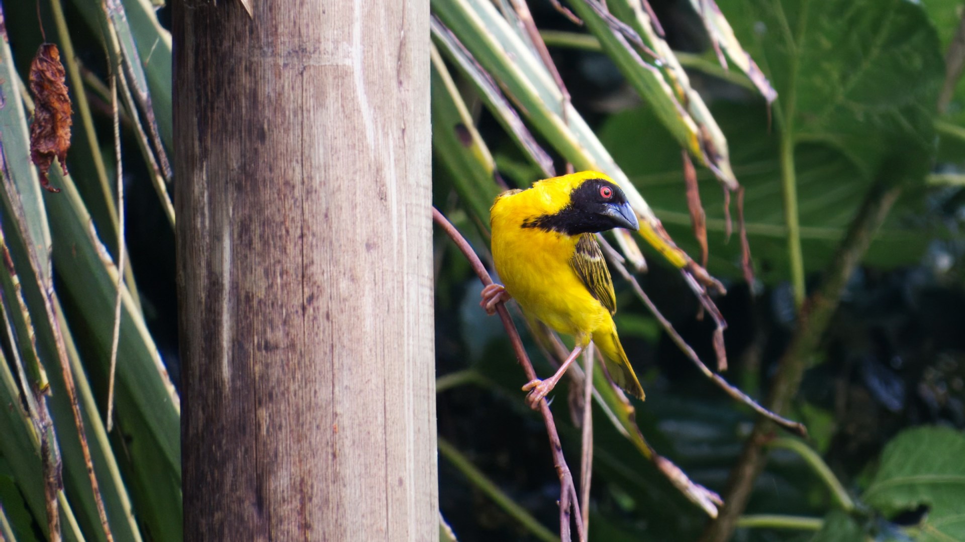 Yellow weaver - Photo Credit: Photo by Simon Hurry on Unsplash