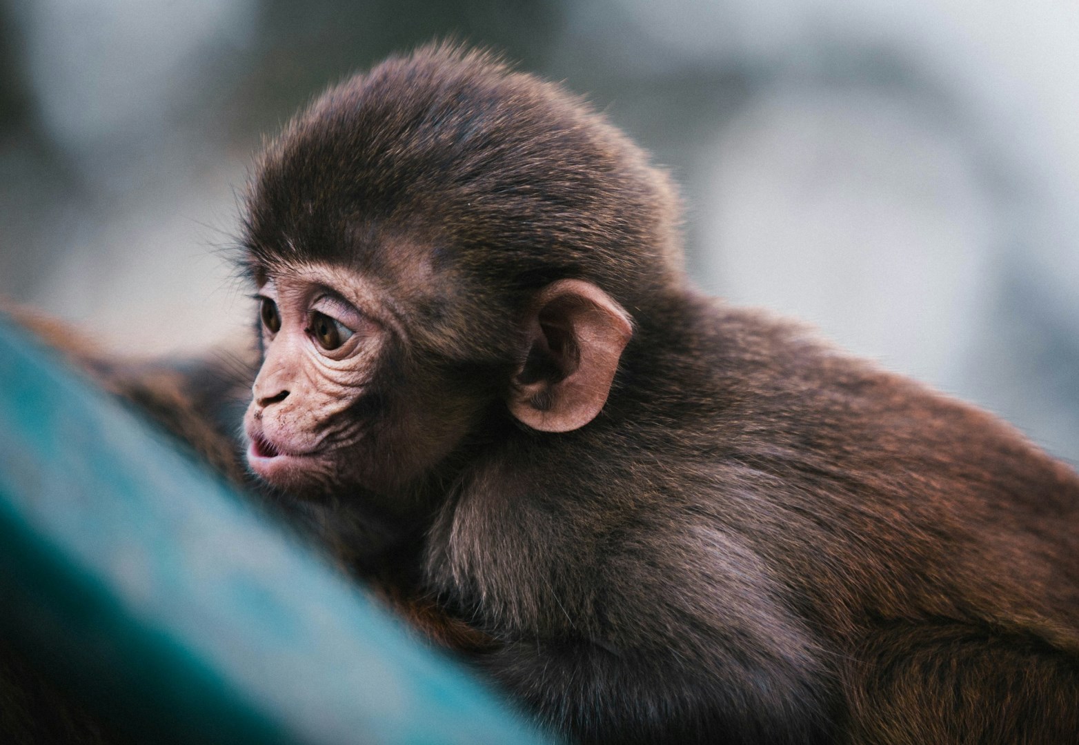 Monkey at Swayambhu Mahachaitya - Photo Credit: Photo by Martin Jernberg on Unsplash