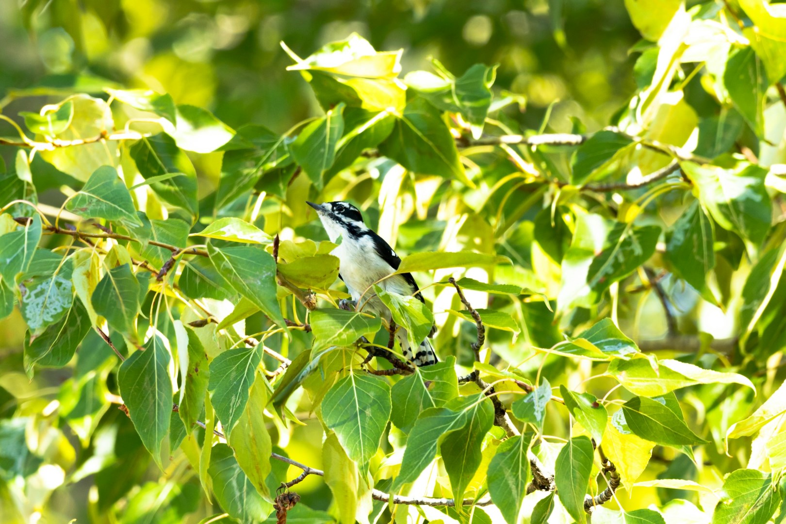 Downy Woodpecker - Photo Credit: Photo by Rodney Saigeon on Unsplash