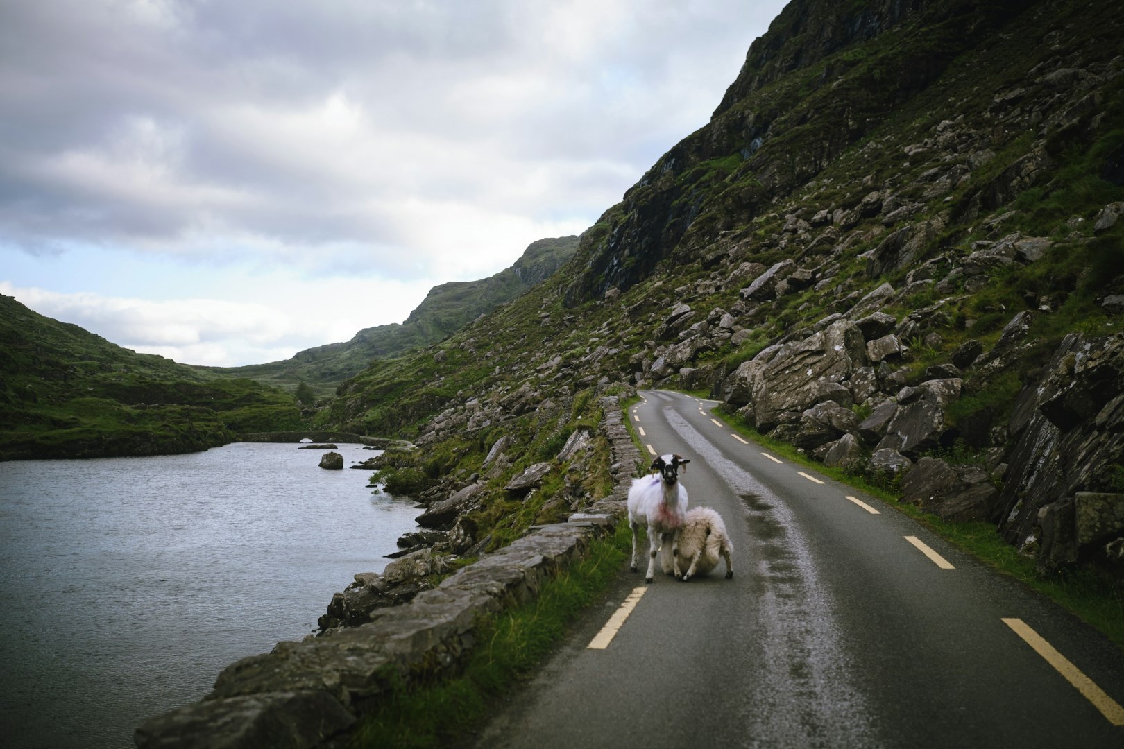 Sheep at Gap of Dunloe - Photo Credit: Photo by Valerie on Unsplash