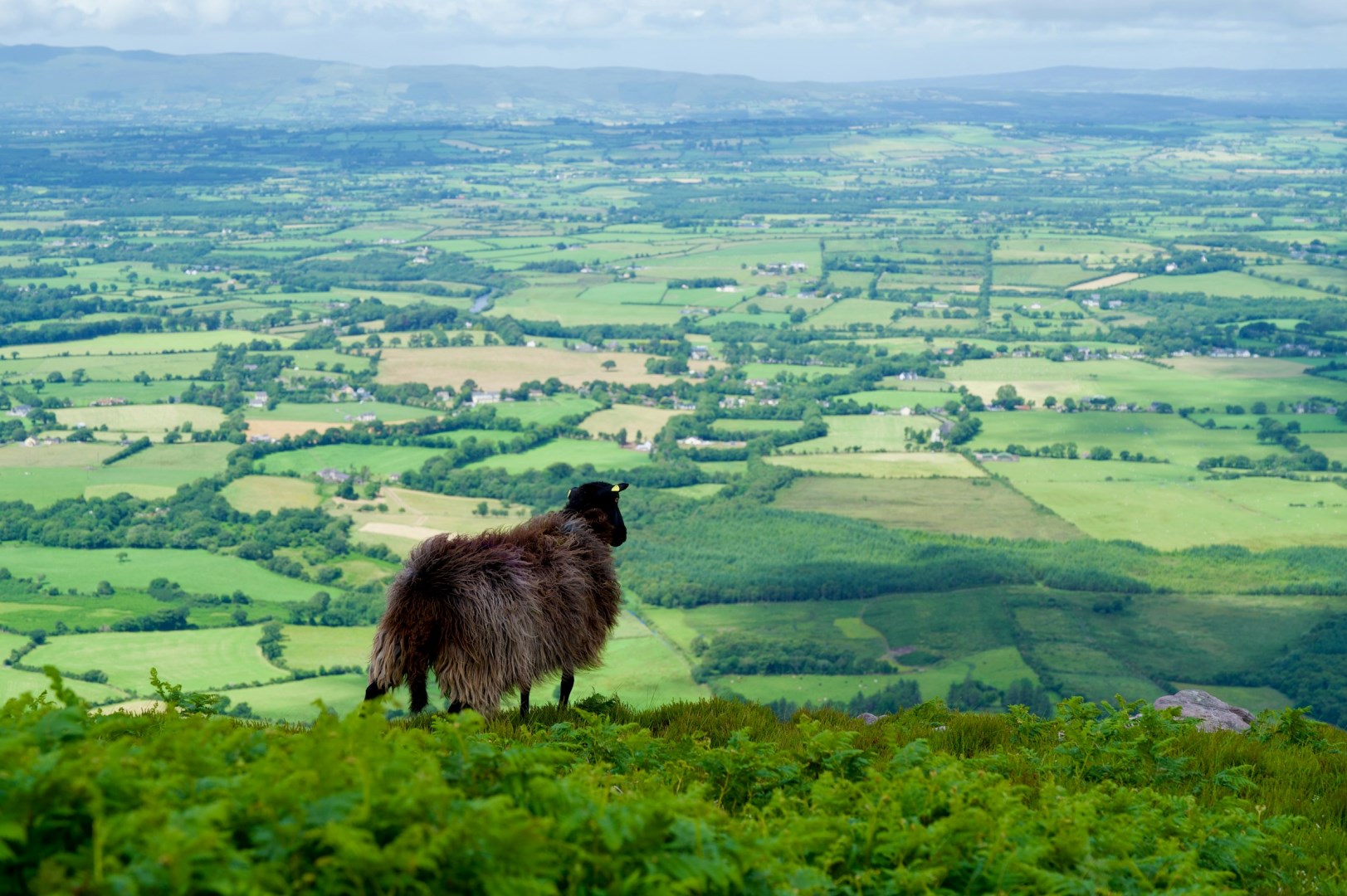 Strickeen Mountain - Photo Credit: Photo by Tim Wilson on Unsplash