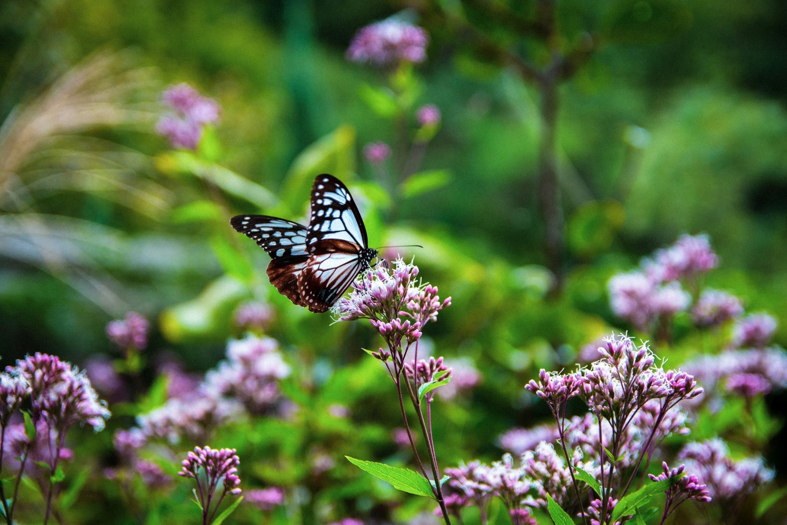 Kobe Nunobiki Herb Gardens - Photo Credit: Photo by Nicholas Doherty on Unsplash