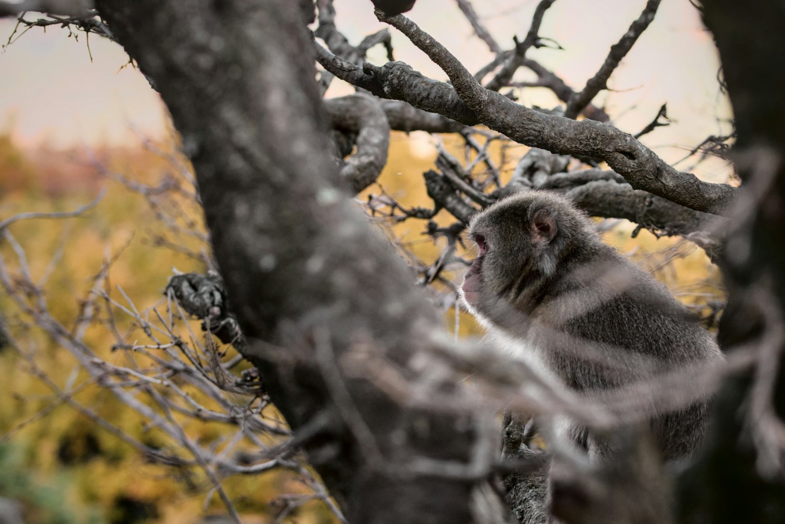 Iwatayama Monkey Park - Photo Credit: Photo by Stefano Bucciarelli on Unsplash
