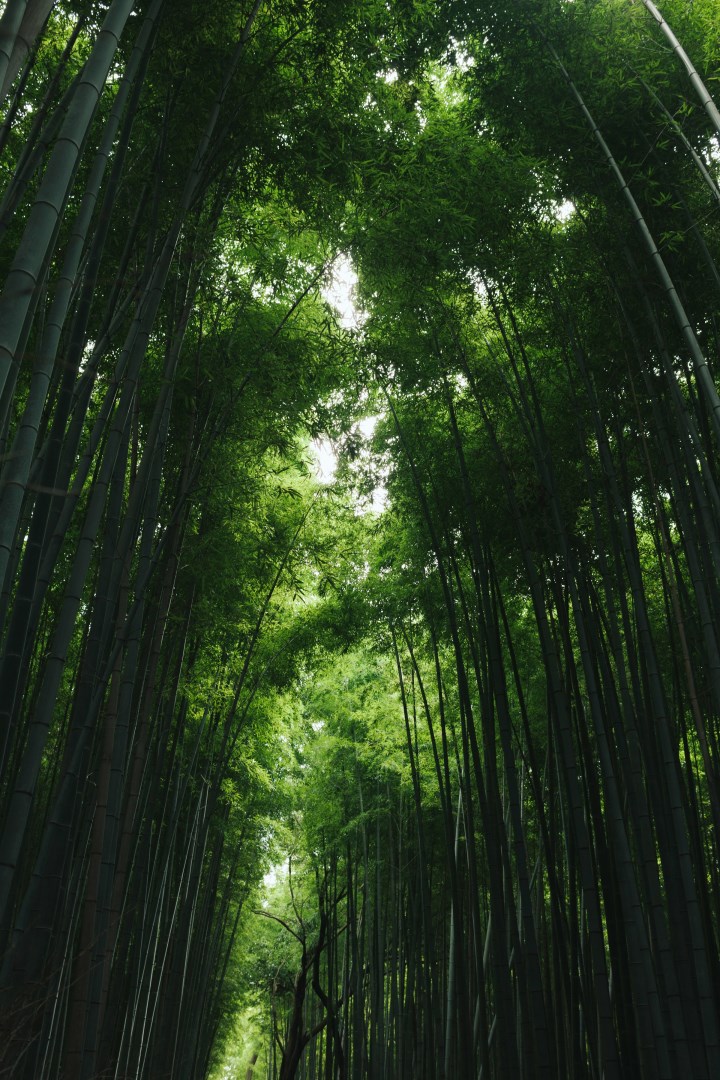 Arashiyama Bamboo Forest - Photo Credit: Photo by TOMOKO UJI on Unsplash
