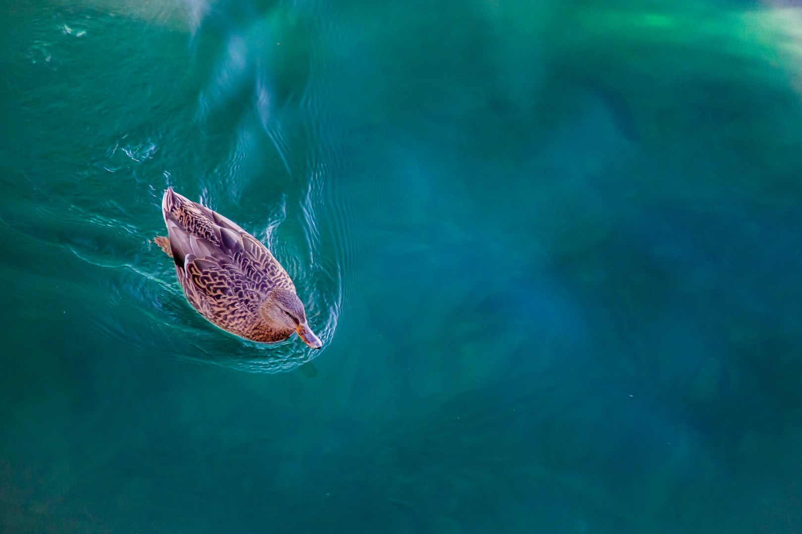  Photo Credit: Photo by Sanath Kumar on Unsplash
