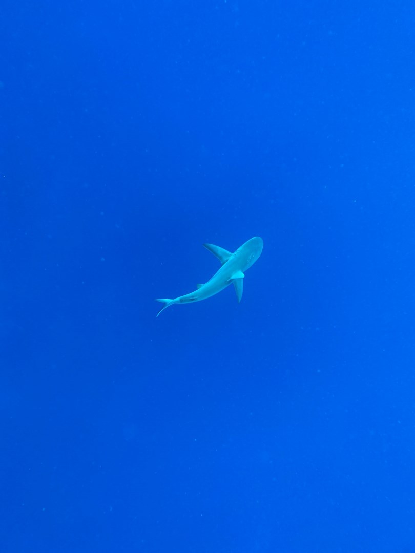 Galapagos Shark - Photo Credit: Photo by Dylan Shaw on Unsplash