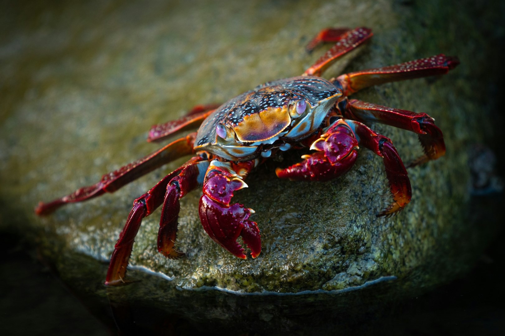  Photo Credit: Photo by Intricate Explorer on Unsplash