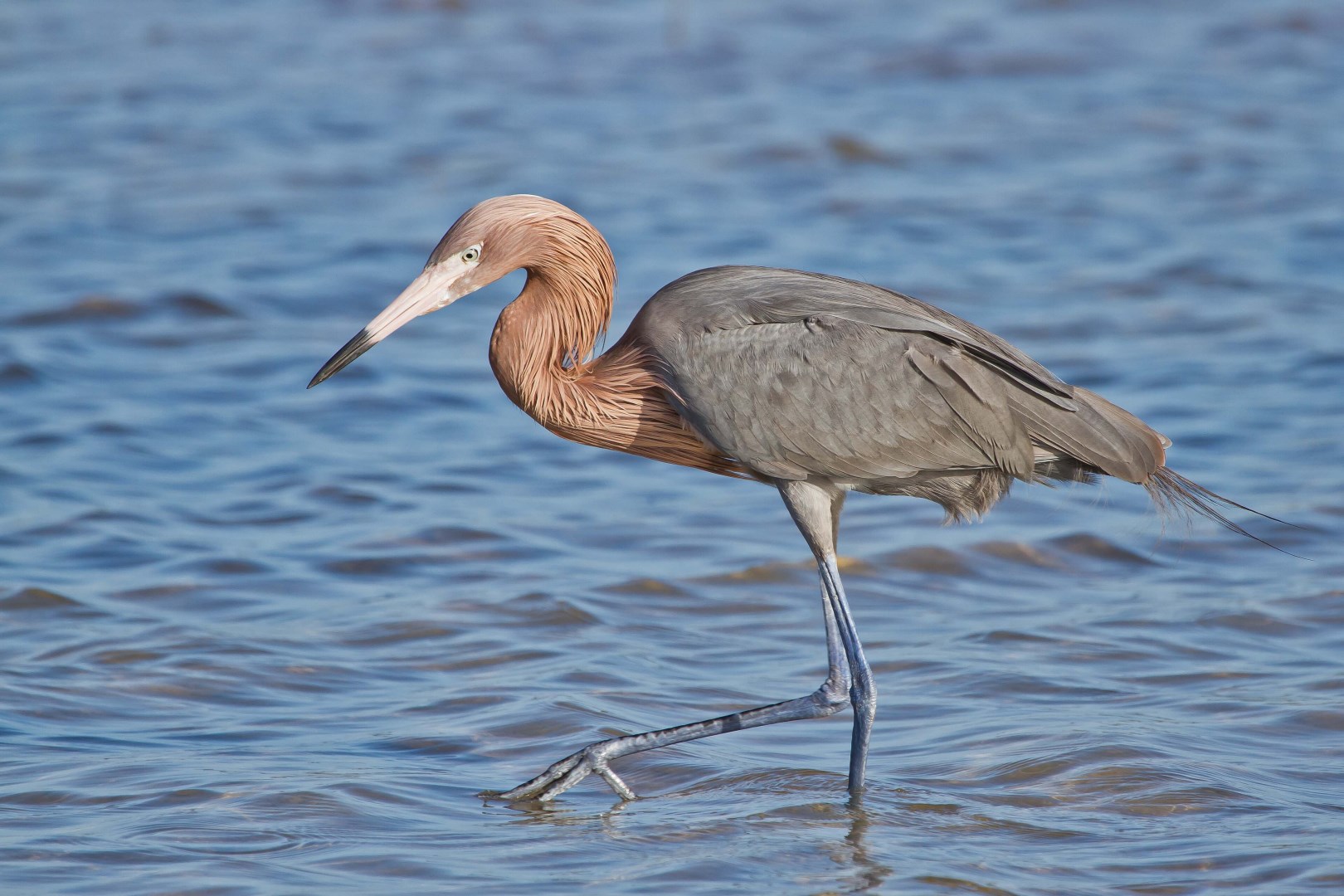 Reddish Egret on Tigertail Beach - Photo Credit: Photo by Andy Morffew on Wikimedia