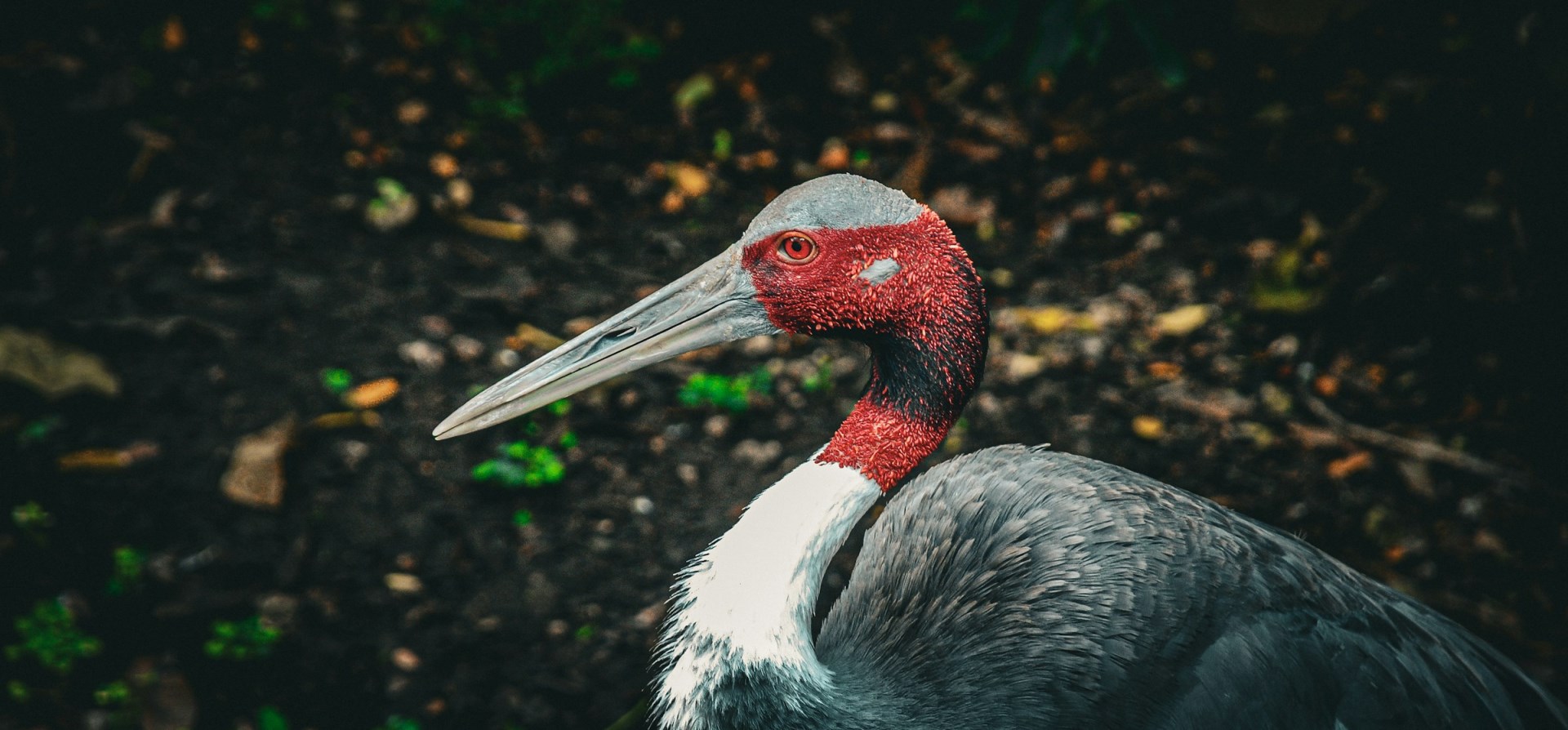 Sarus crane - Photo Credit: Photo by Eric R. on Unsplash