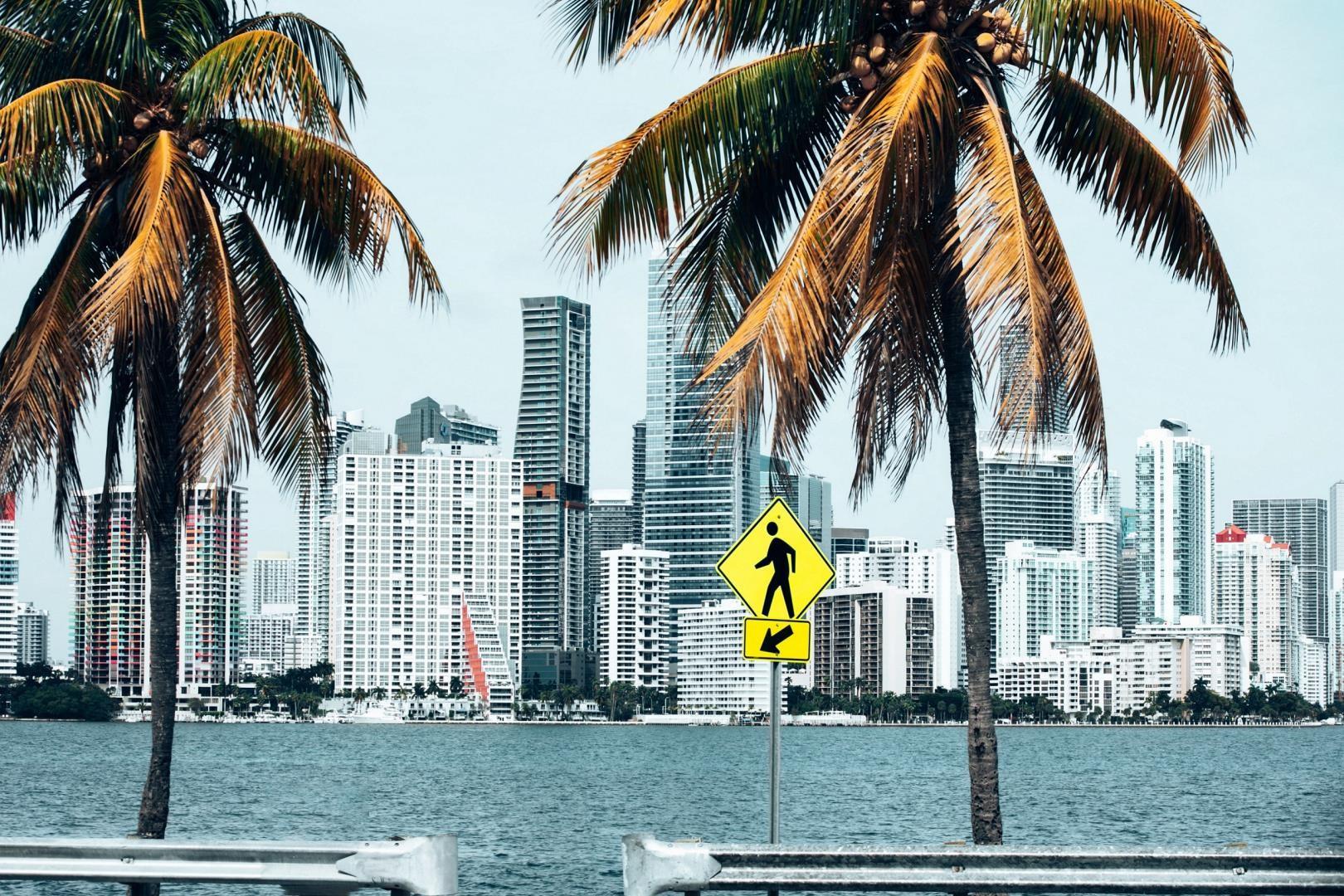 Miami palm trees with cityscape Miami palm trees with cityscape - Photo Credit: One Shot via Pexels