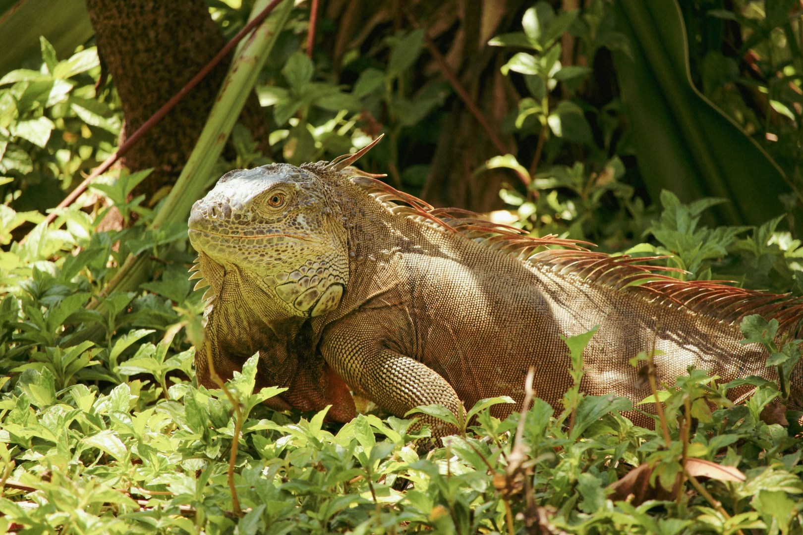 Iguana - Photo Credit: Photo by Occy on Unsplash