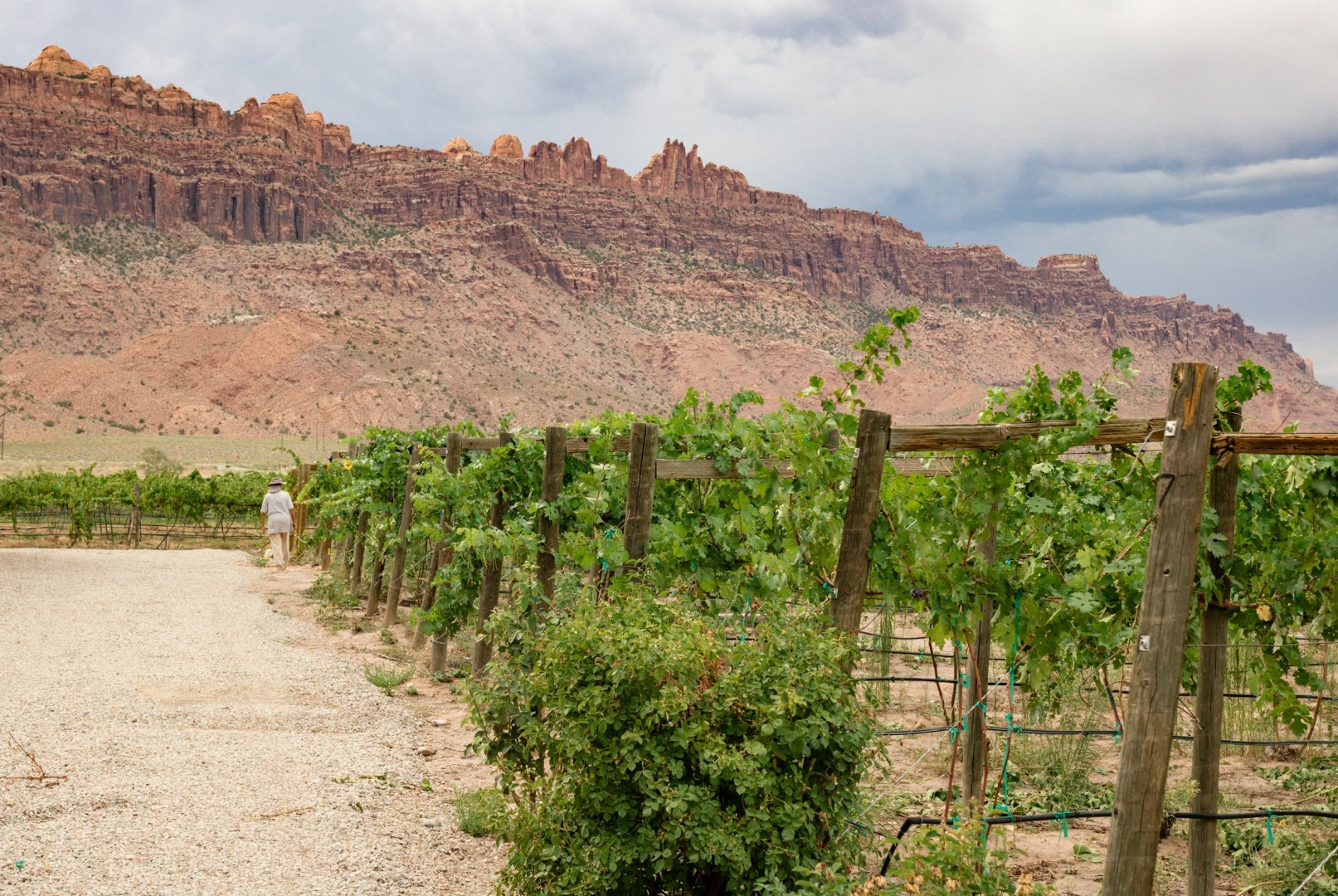 vineyard in the Spanish Valley of Moab - Photo Credit: Photo by Lydia Venjohn on Unsplash