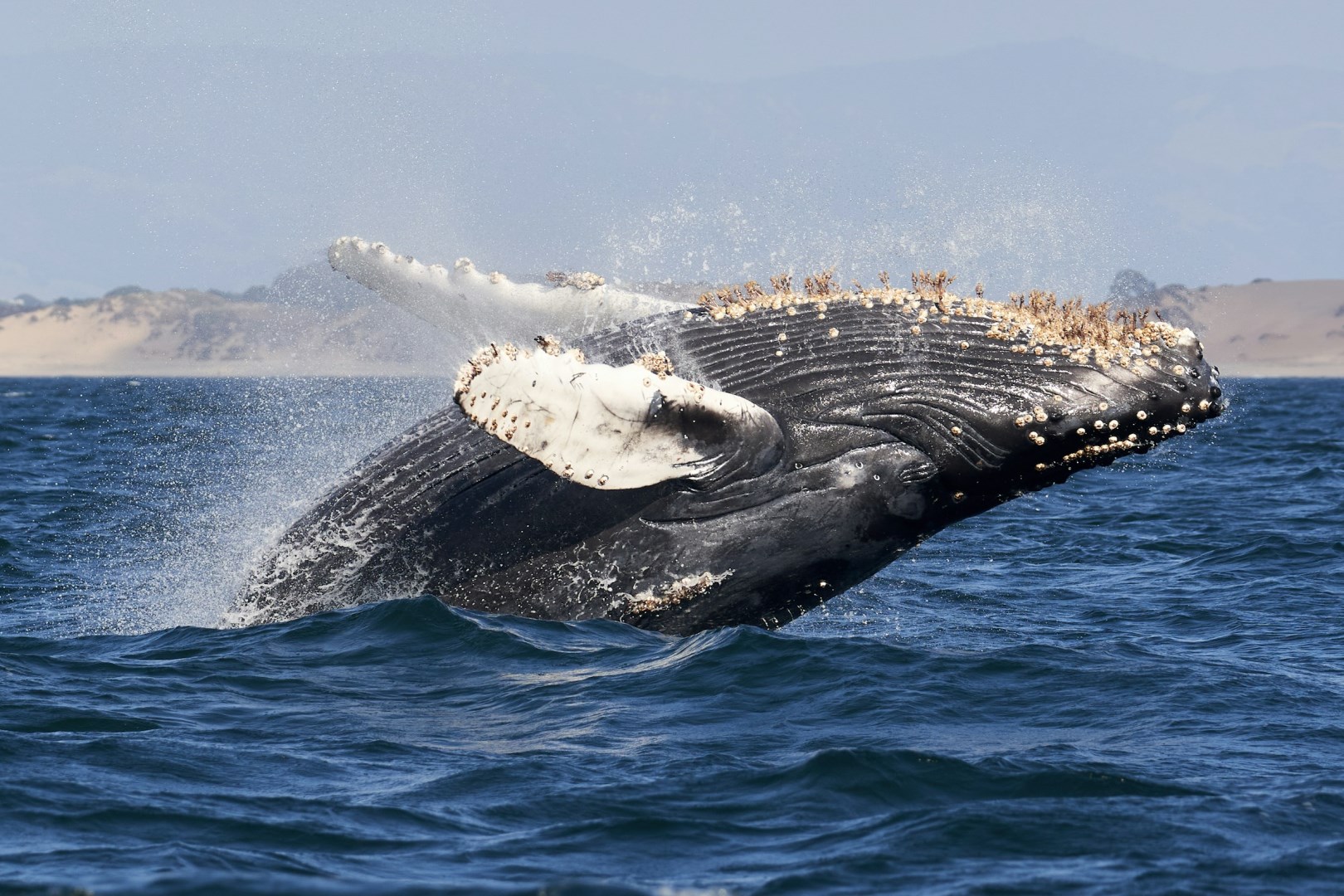 Humpback Whale - Photo Credit: Photo by Mike Doherty on Unsplash