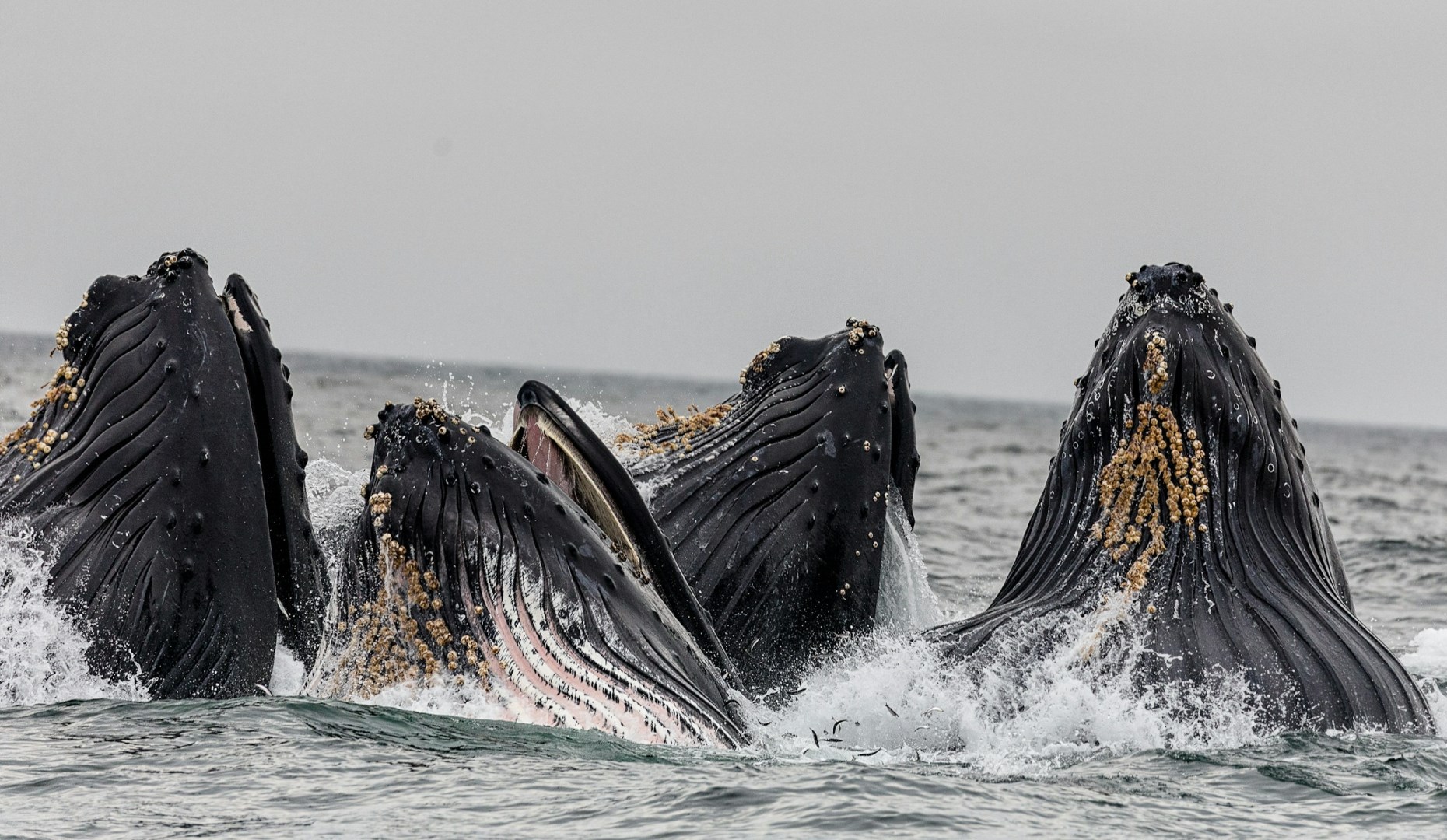 Humpback Whales - Photo Credit: Photo by Vivek Kumar on Unsplash