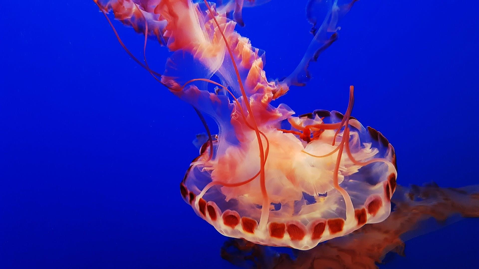 Monterey Bay Aquarium Monterey Bay Aquarium - Photo Credit: ORTAL