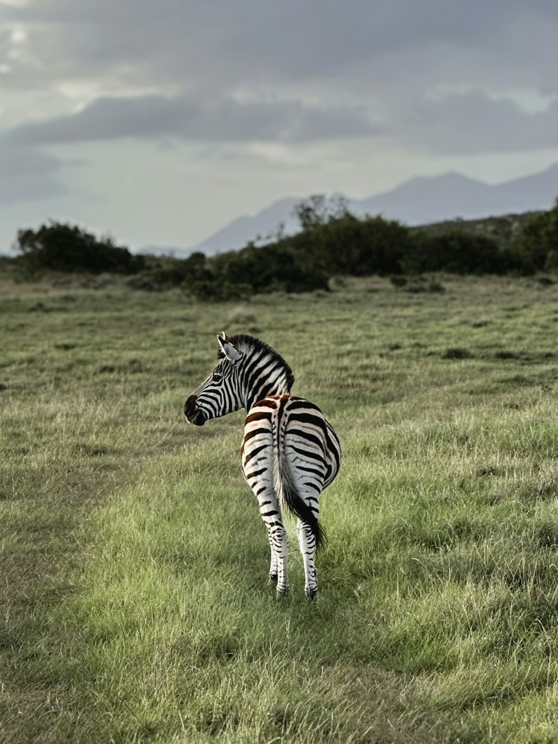 Gondwana Game Reserve - Photo Credit: Photo by Sally Bryden on Unsplash