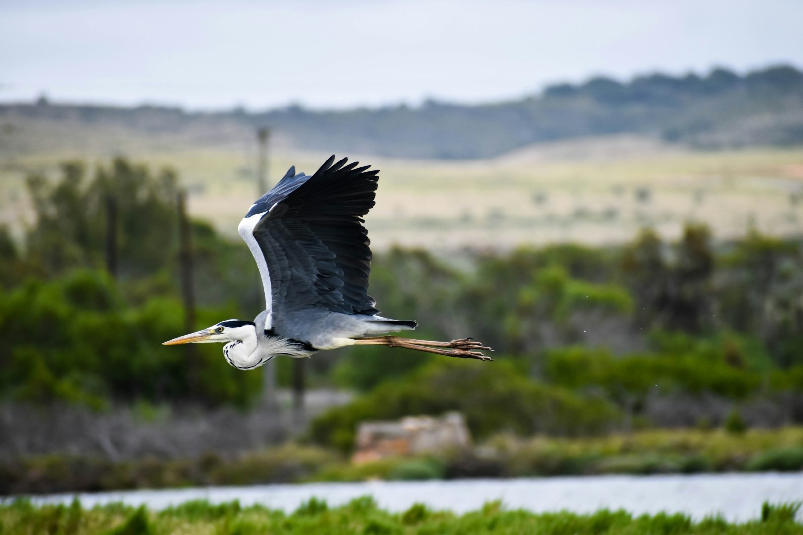 Grey Heron - Photo Credit: Photo by Nicole Wreyford on Unsplash