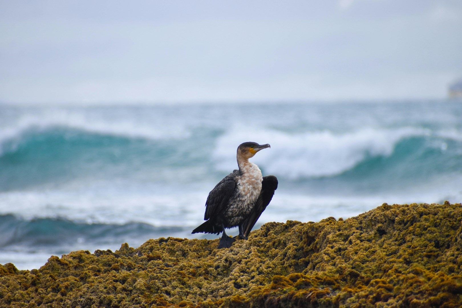 White Breasted Cormorant - Photo Credit: Photo by Nicole Wreyford on Unsplash