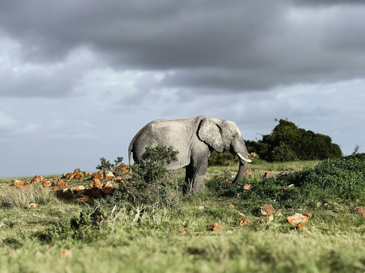 Gondwana Game Reserve - Photo Credit: Photo by Sally Bryden on Unsplash