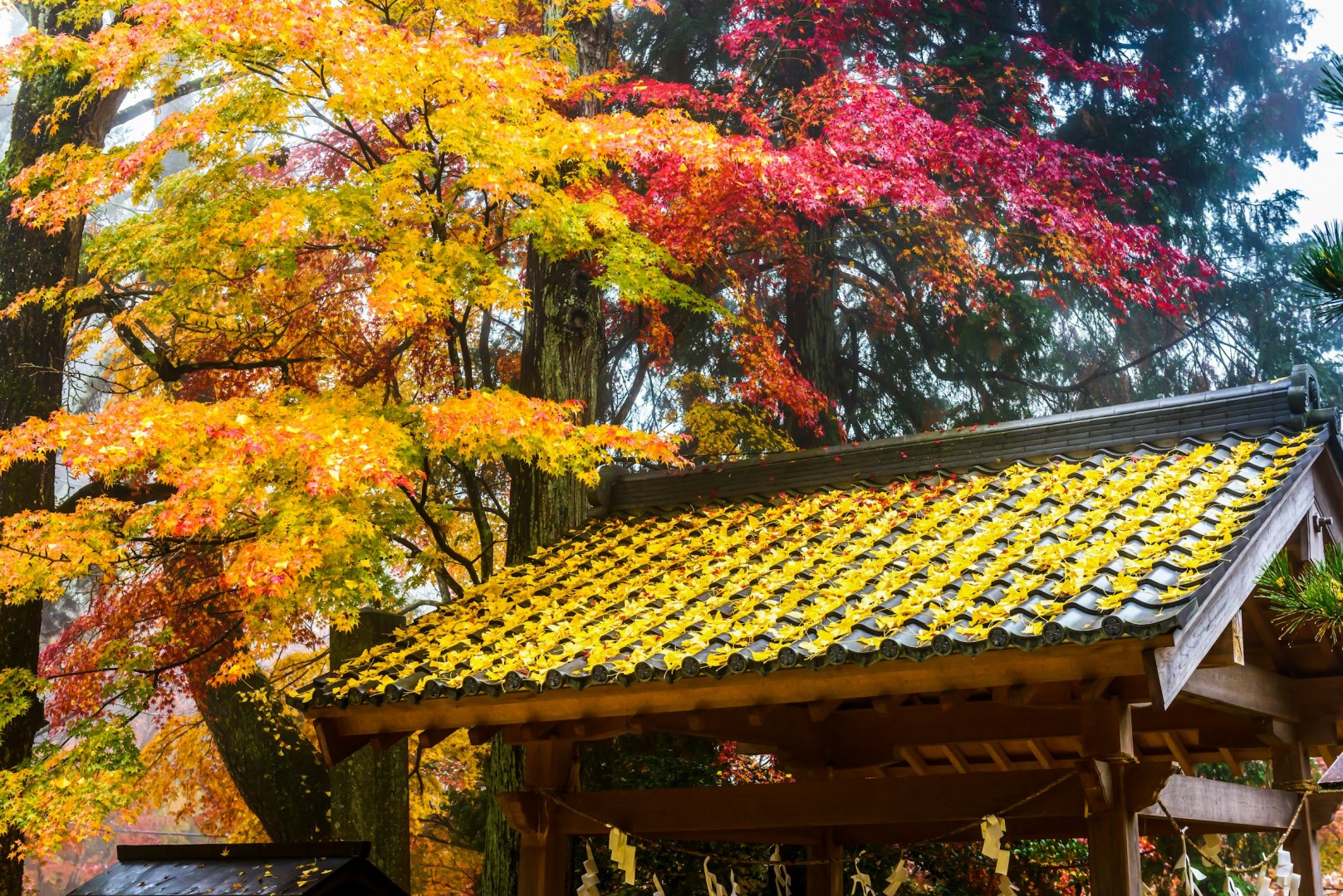  Photo Credit: Photo by Sammy Wong on Unsplash