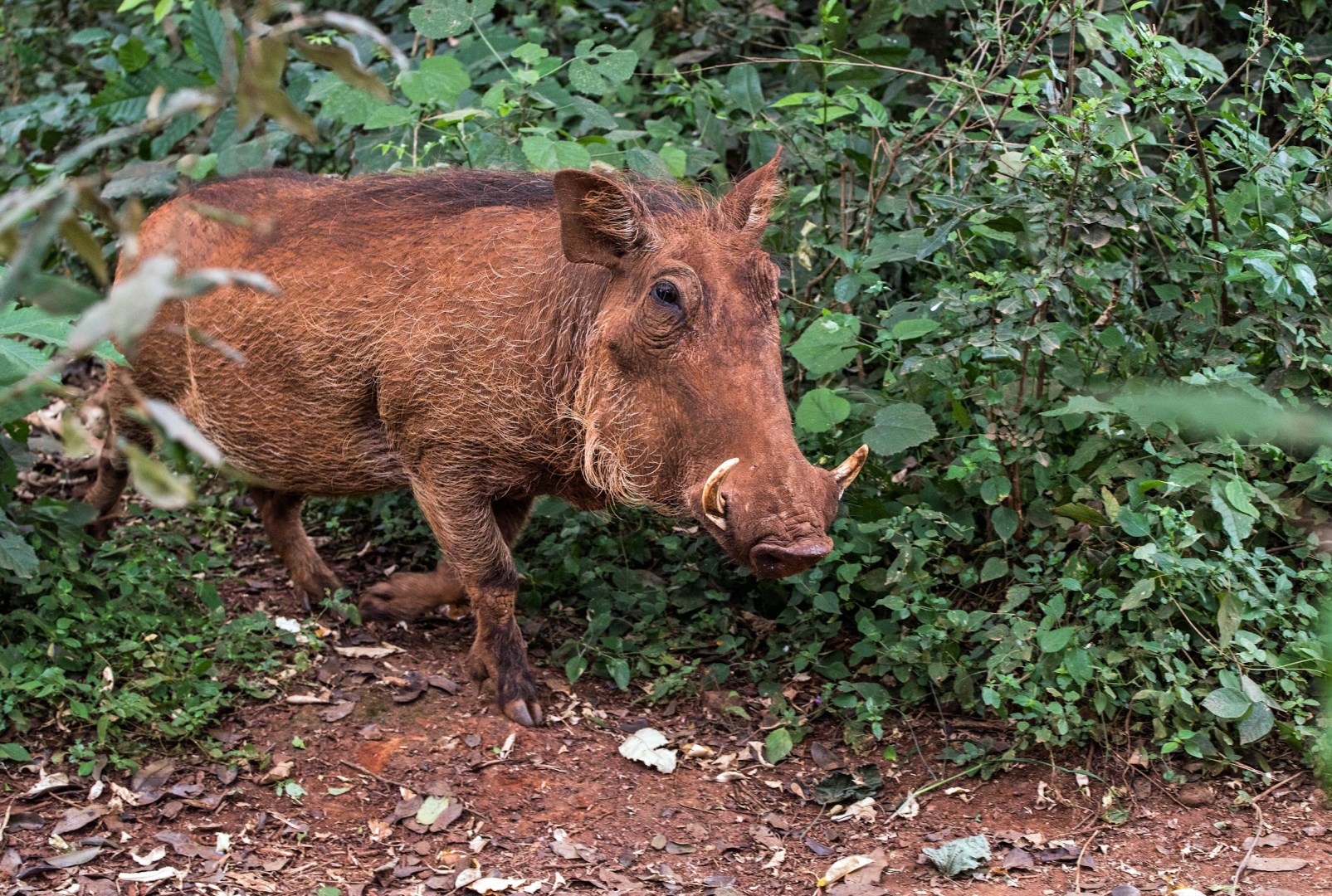 warthog at Giraffe sanctuary - Photo Credit: Photo by David Clode on Unsplash