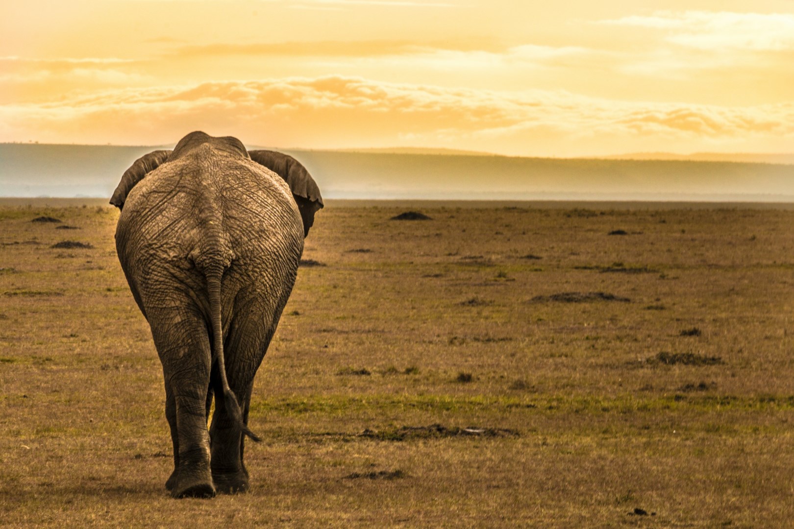  Photo Credit: Photo by Cody McLain on Unsplash