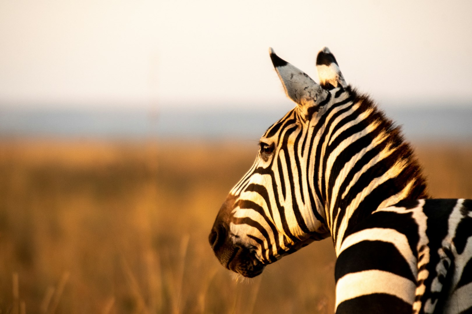  Photo Credit: Photo by Sam Power on Unsplash