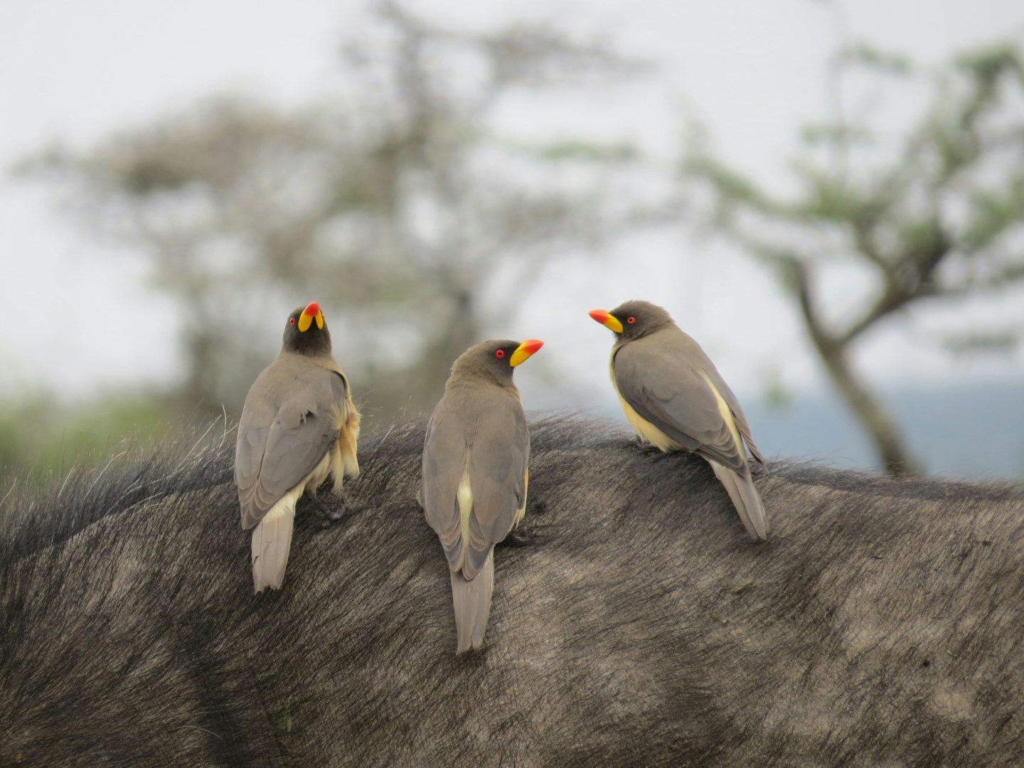 Red-Billed Oxpecker - Photo Credit: Photo by Melissa van Niekerk on Unsplash
