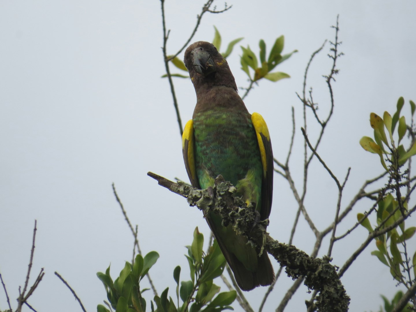 Brown Headed Parrot - Photo Credit: Photo by Melissa van Niekerk on Unsplash