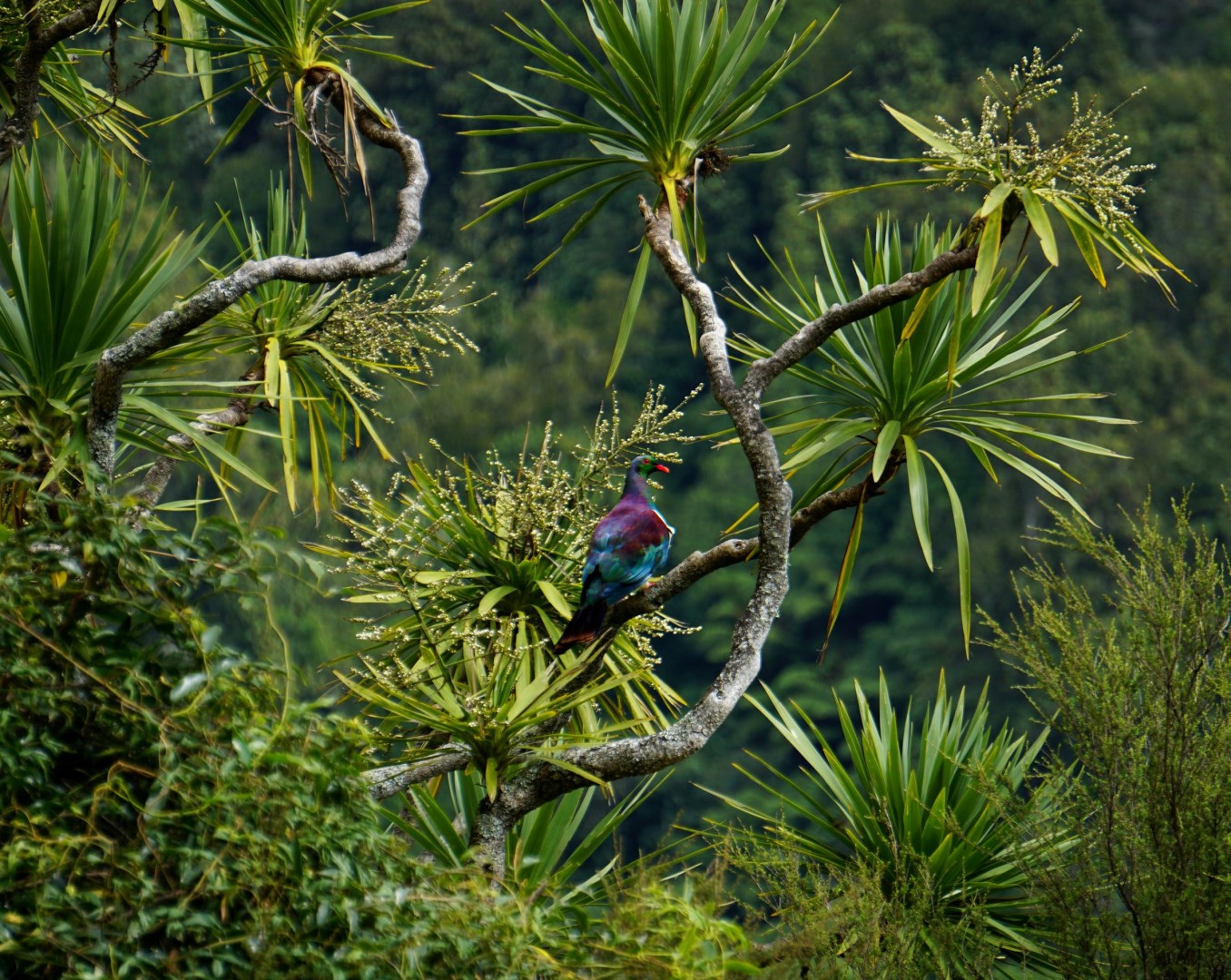 Kererū or New Zealand pigeon - Photo Credit: Photo by Luca Calderone on Unsplash