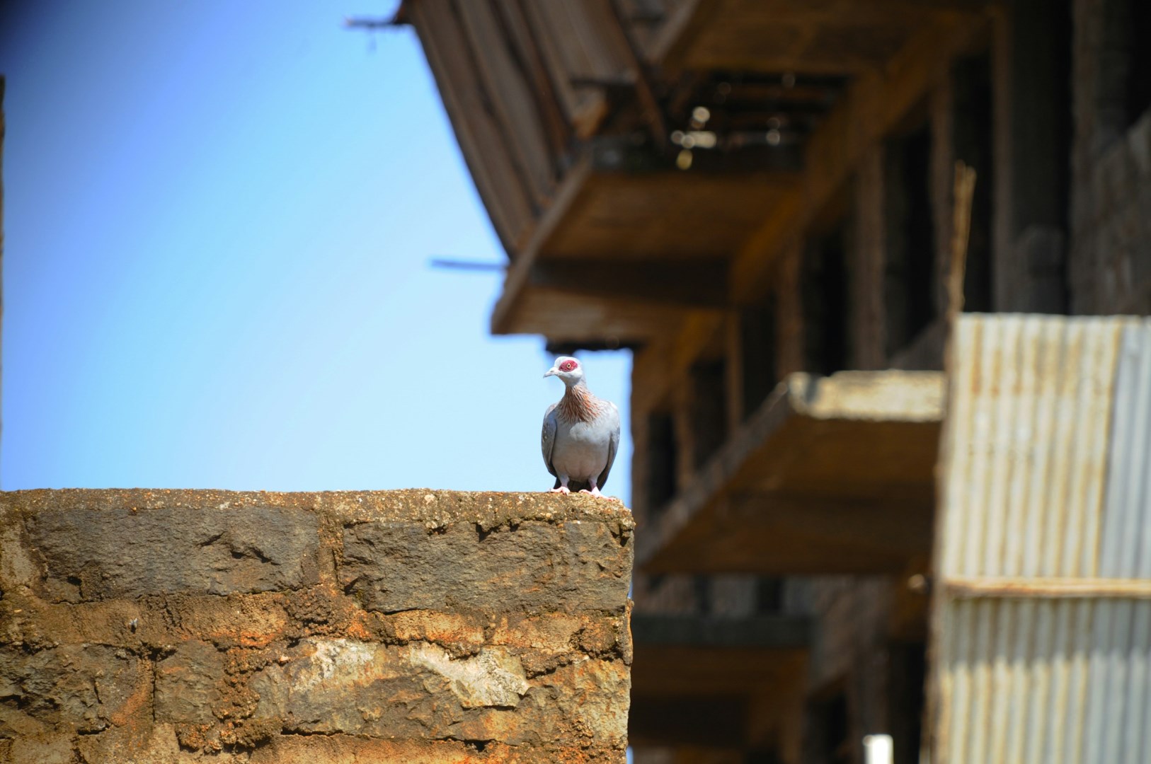 Nyeri