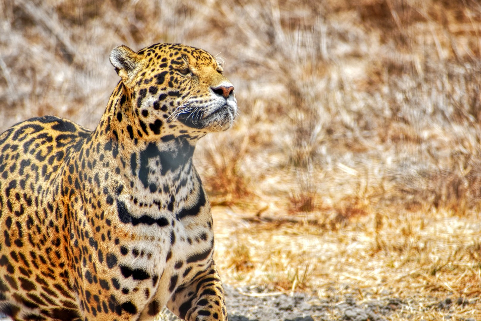 Santuario del Jaguar - Photo Credit: Photo by Sergio Mena Ferreira on Unsplash