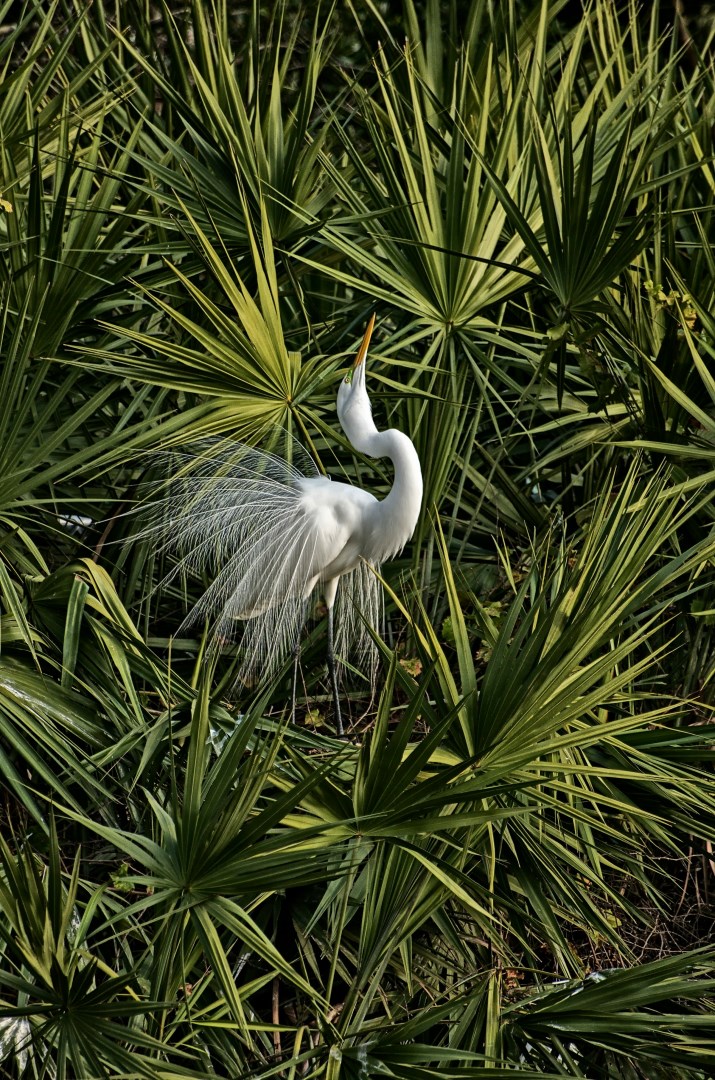 Gatorland - Photo Credit: Photo by alan braeley on Unsplash